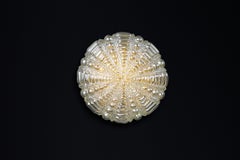 Mid-Century Modern amber glass ceiling or wall lights by Kaiser Leuchten Germany