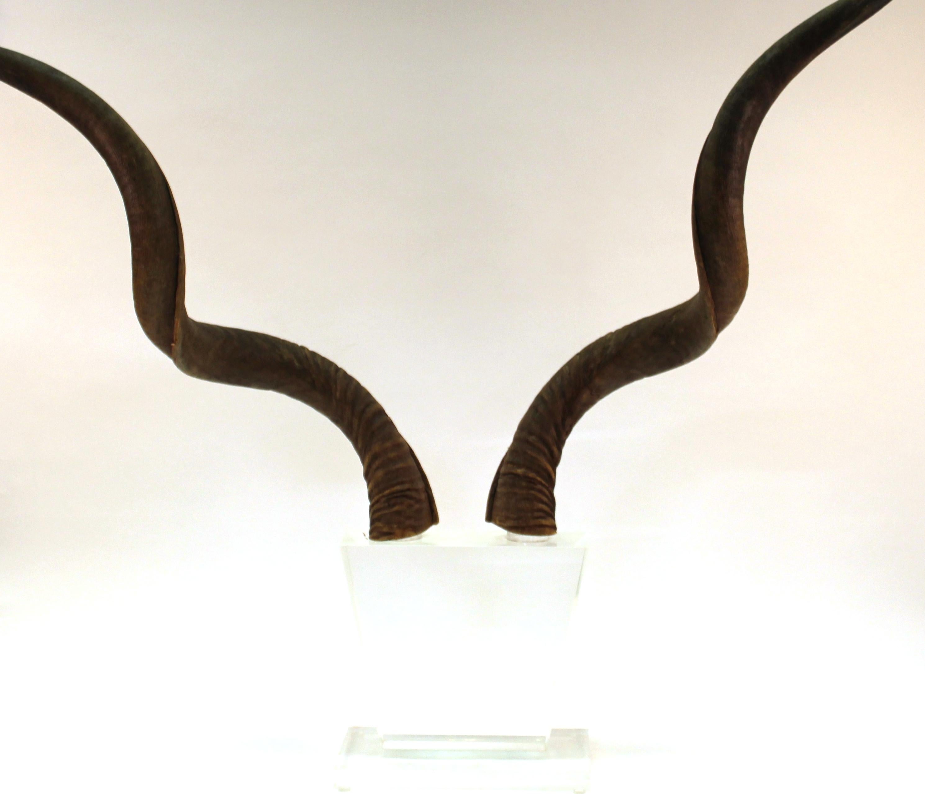 Mid-Century Modern Antelope Antlers on Lucite Stand For Sale 6
