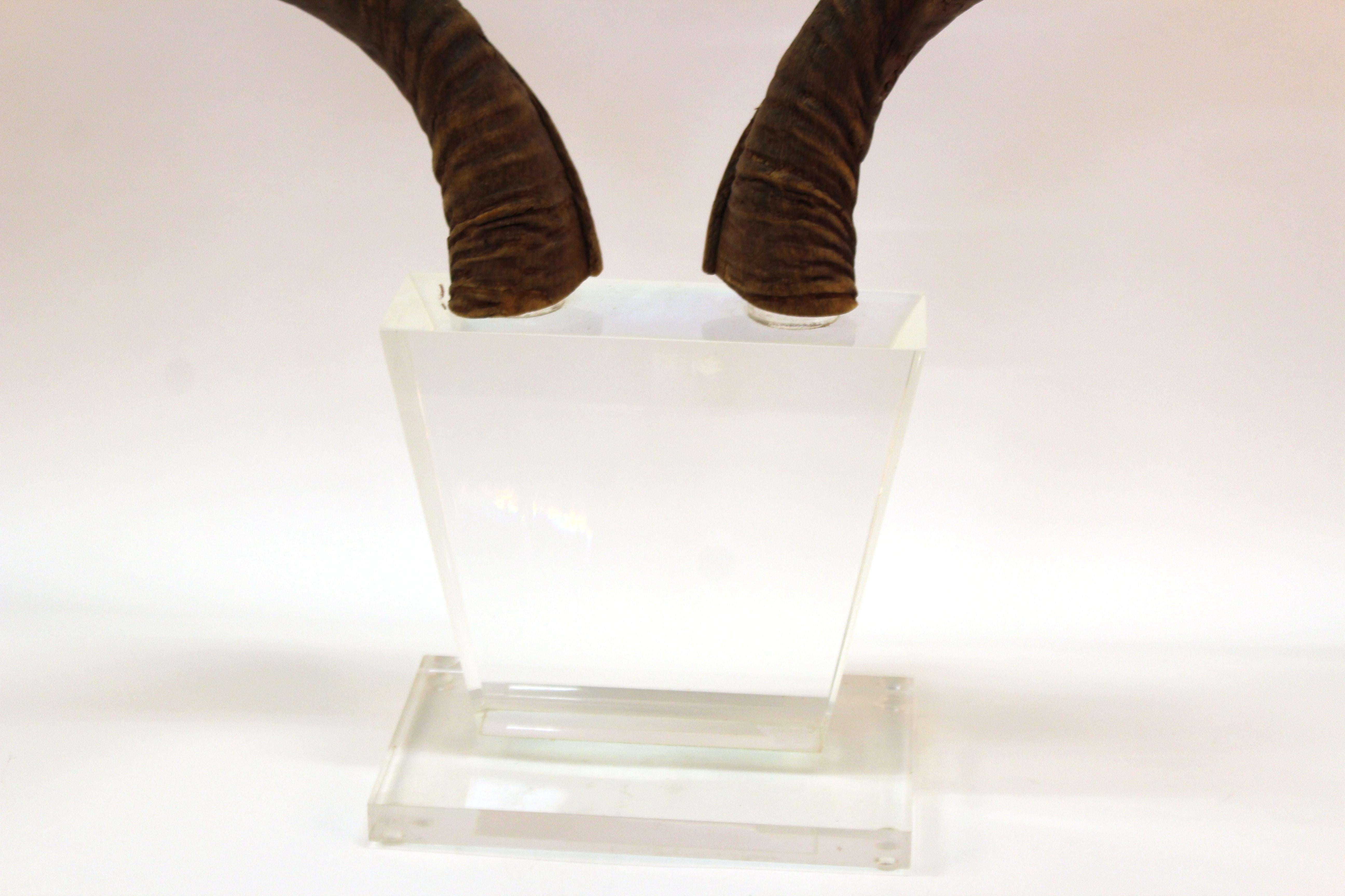 Mid-Century Modern Antelope Antlers on Lucite Stand For Sale 7