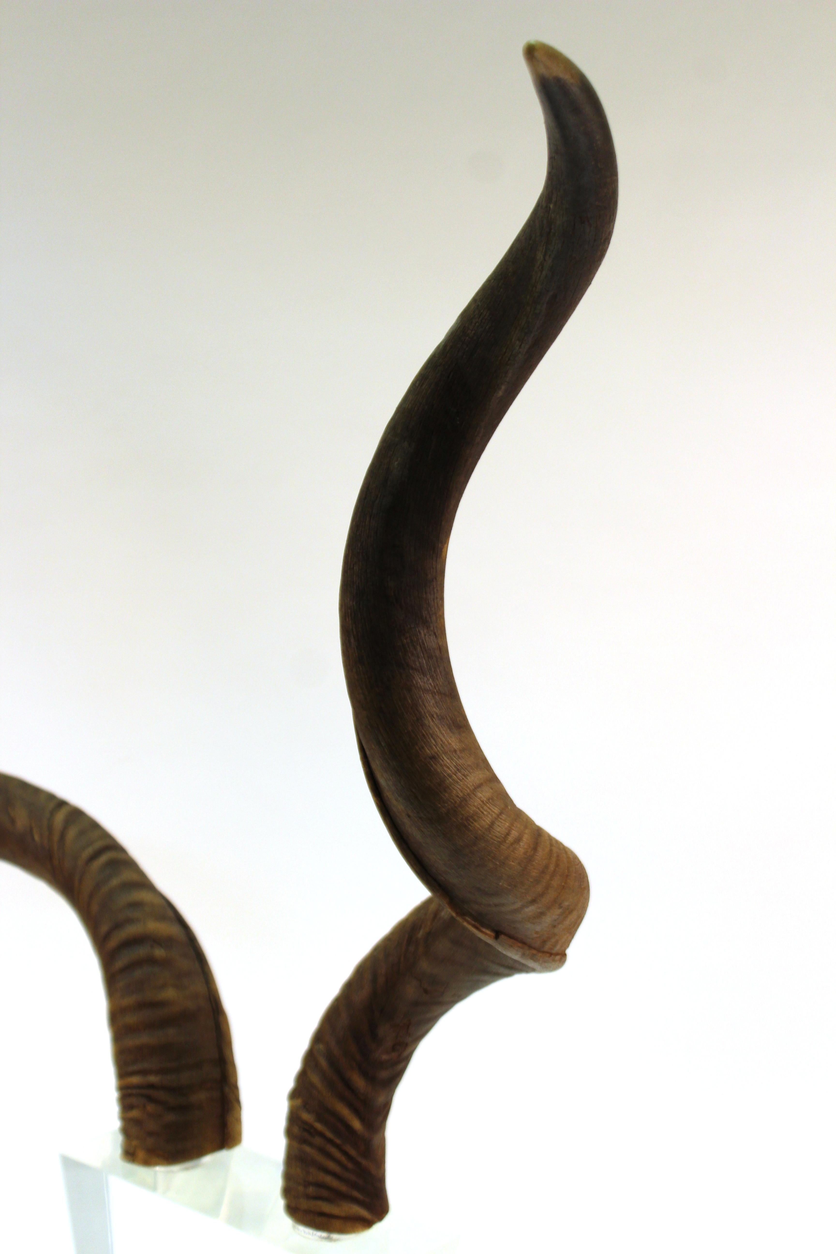 Mid-Century Modern Antelope Antlers on Lucite Stand For Sale 9