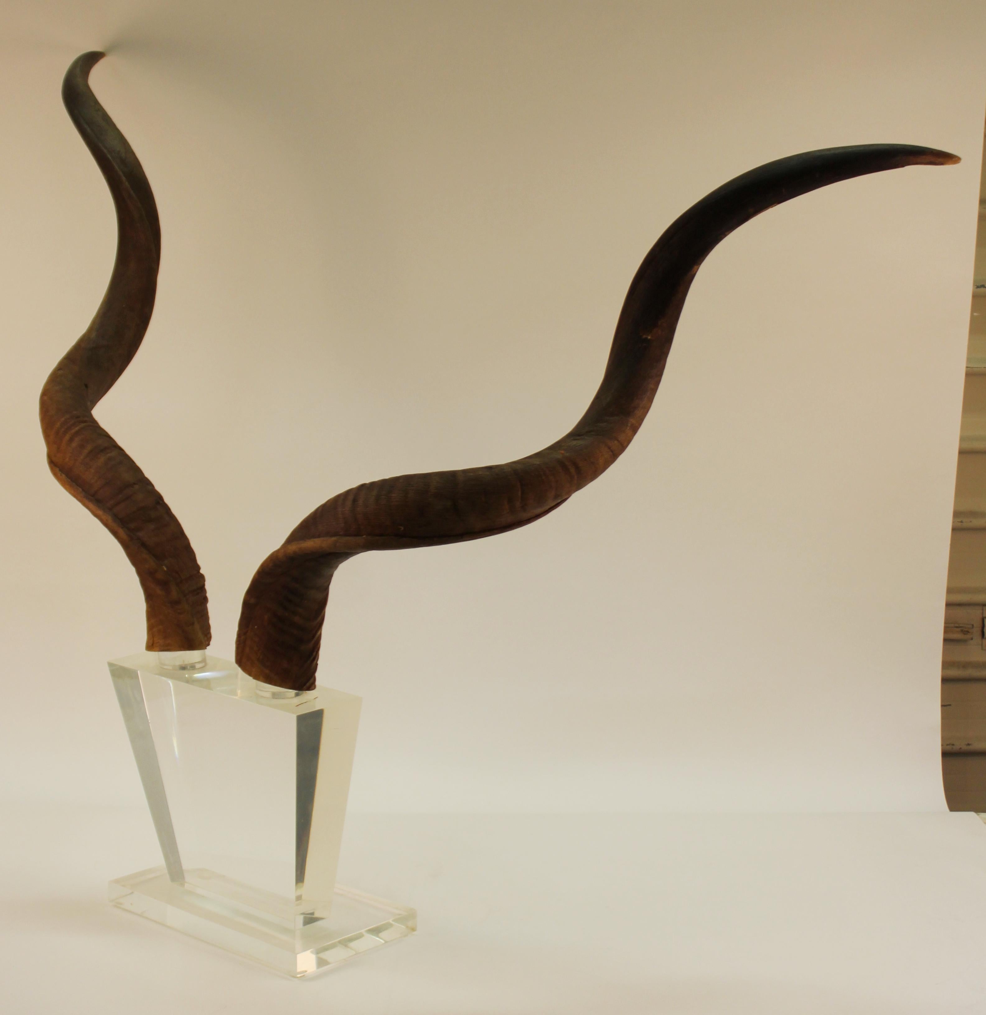 Mid-Century Modern vintage large antelope antlers mounted on a Lucite stand. The piece is in great vintage condition with some minor age -related cracking to the base of one of the antlers.