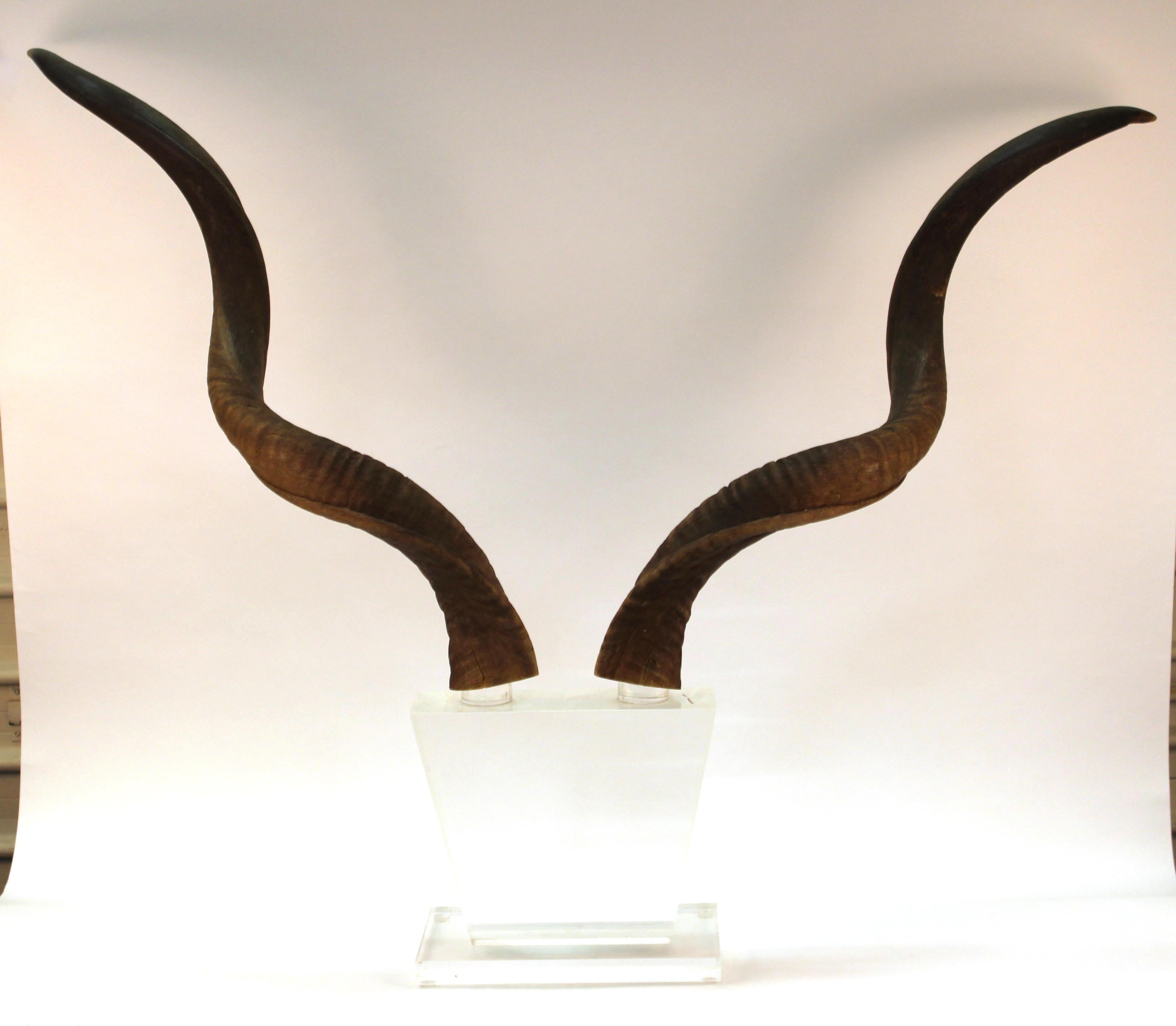 Mid-Century Modern Antelope Antlers on Lucite Stand In Good Condition For Sale In New York, NY