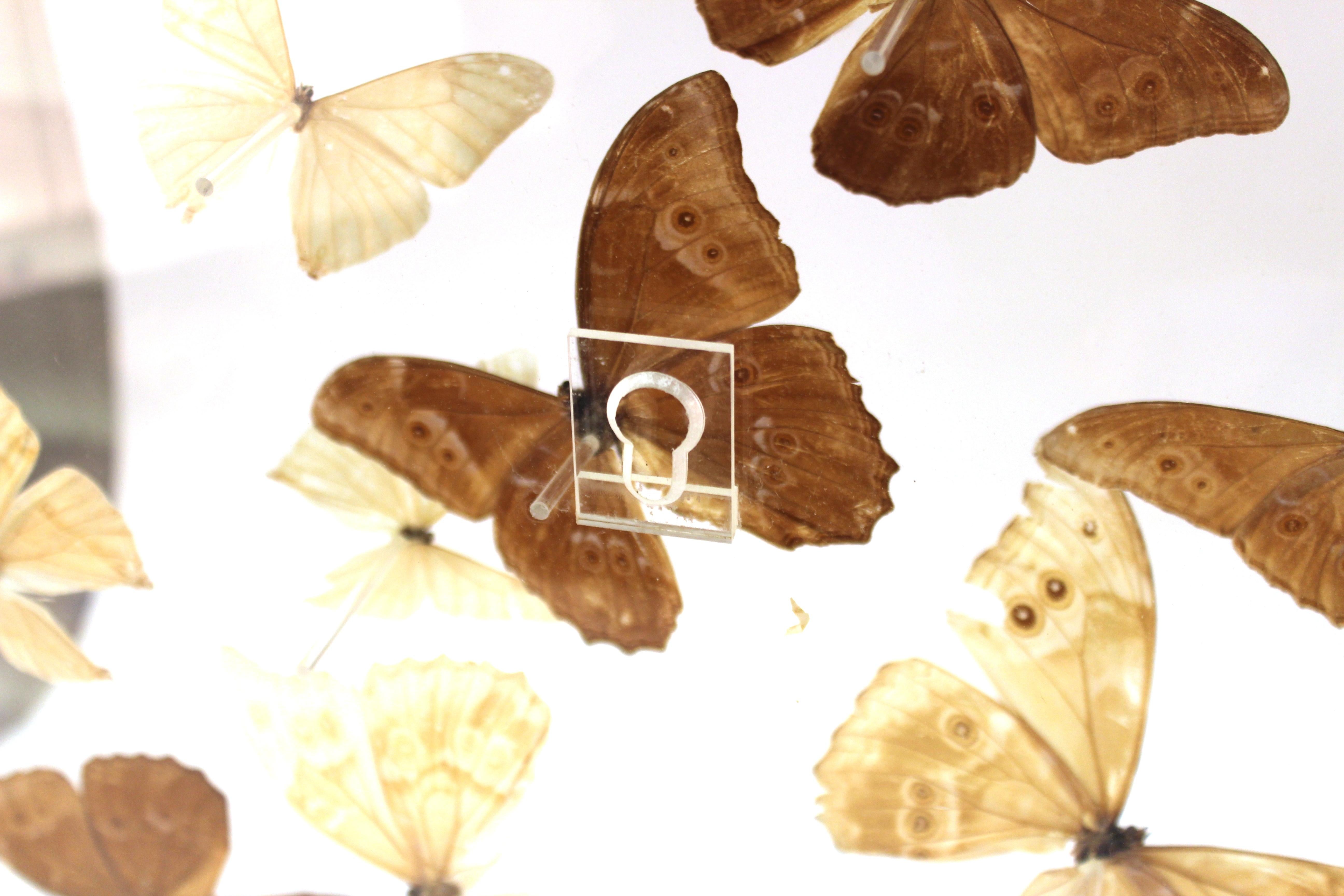Mid-Century Modern Butterflies Mounted in Lucite Case 8
