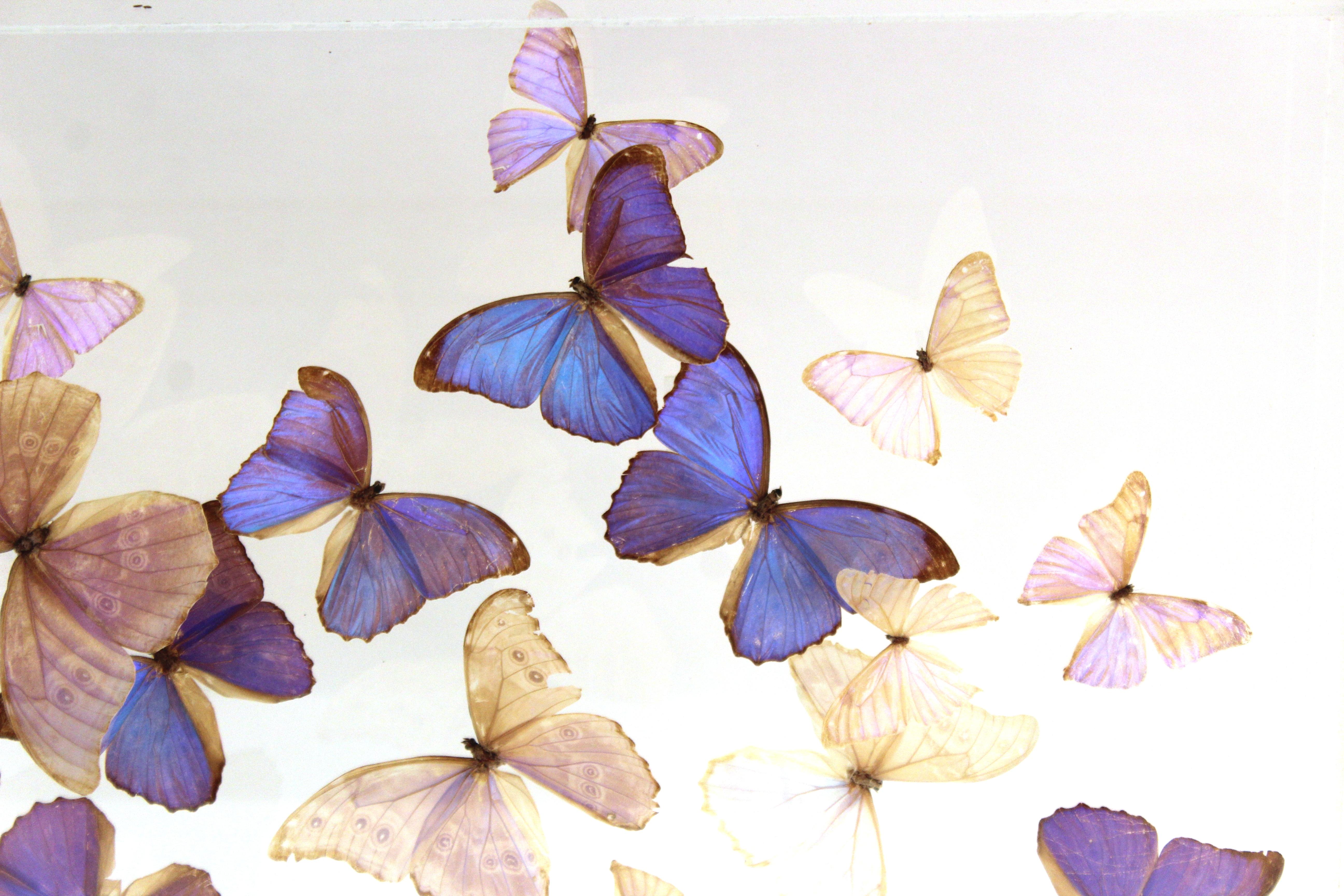 Mid-Century Modern Butterflies Mounted in Lucite Case In Good Condition In New York, NY
