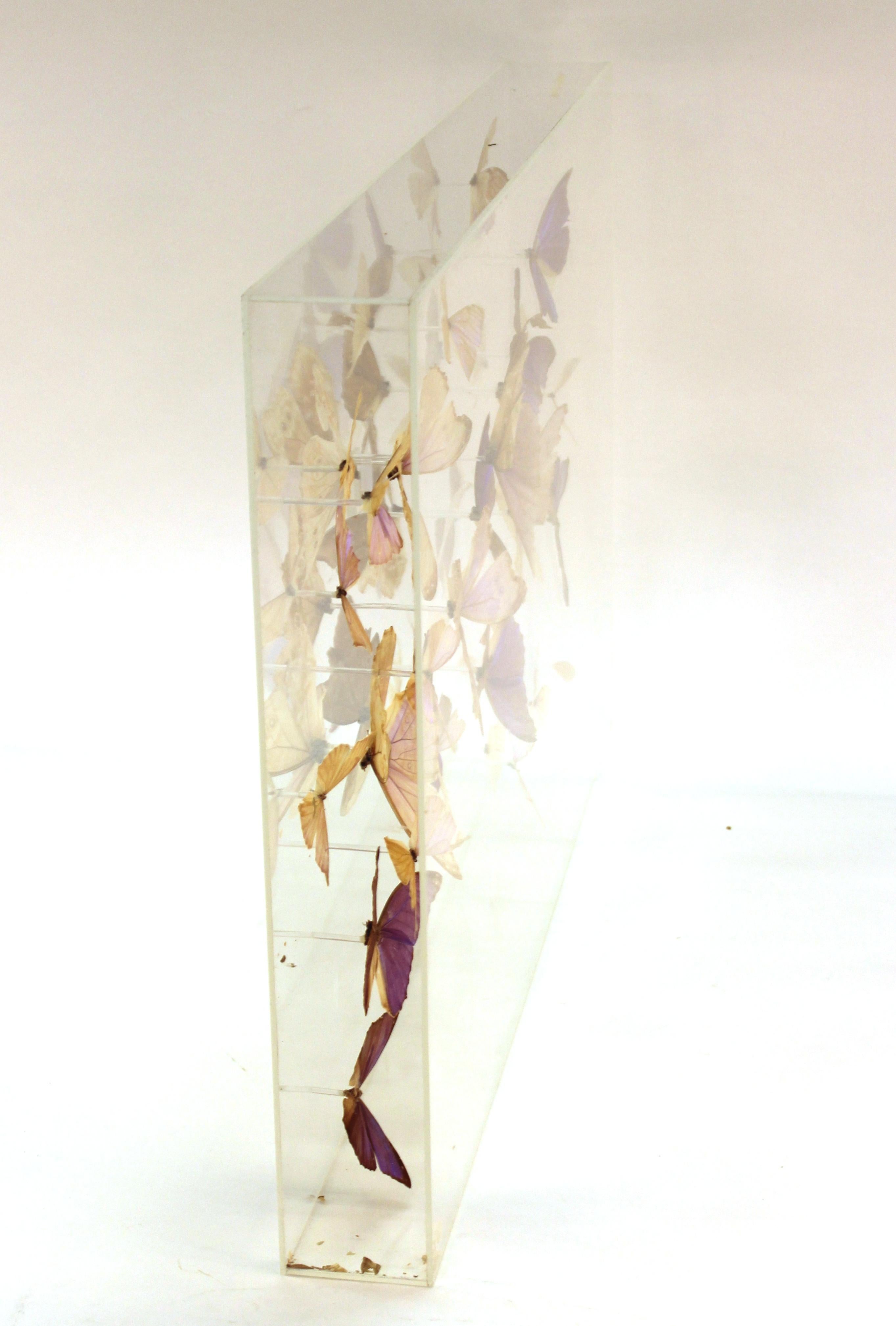 Mid-Century Modern Butterflies Mounted in Lucite Case 4