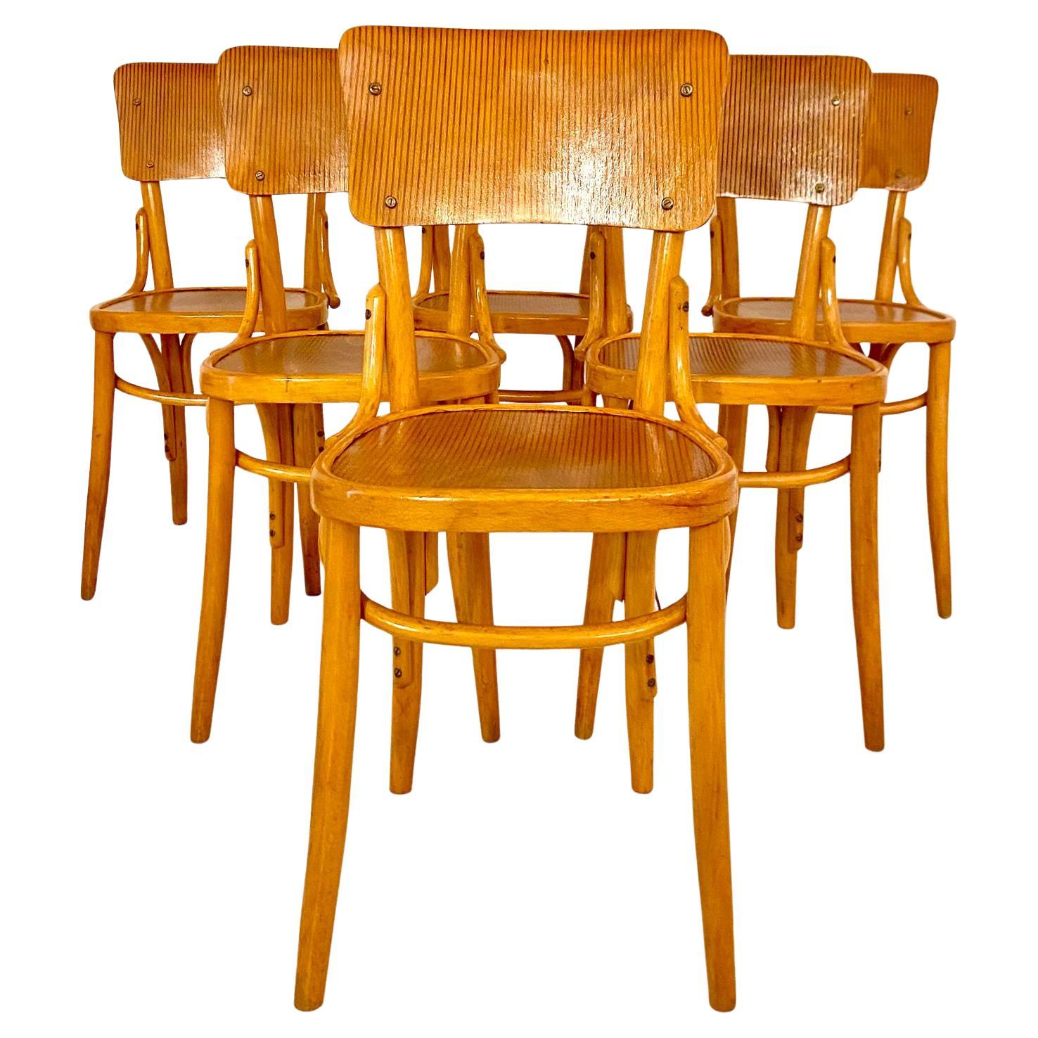 Mid Century Modern Dining Room Zebra Wood Chairs, set of  six, Italy 1950s For Sale