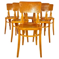 Mid Century Modern Dining Room Zebra Wood Chairs, set of  six, Italy 1950s
