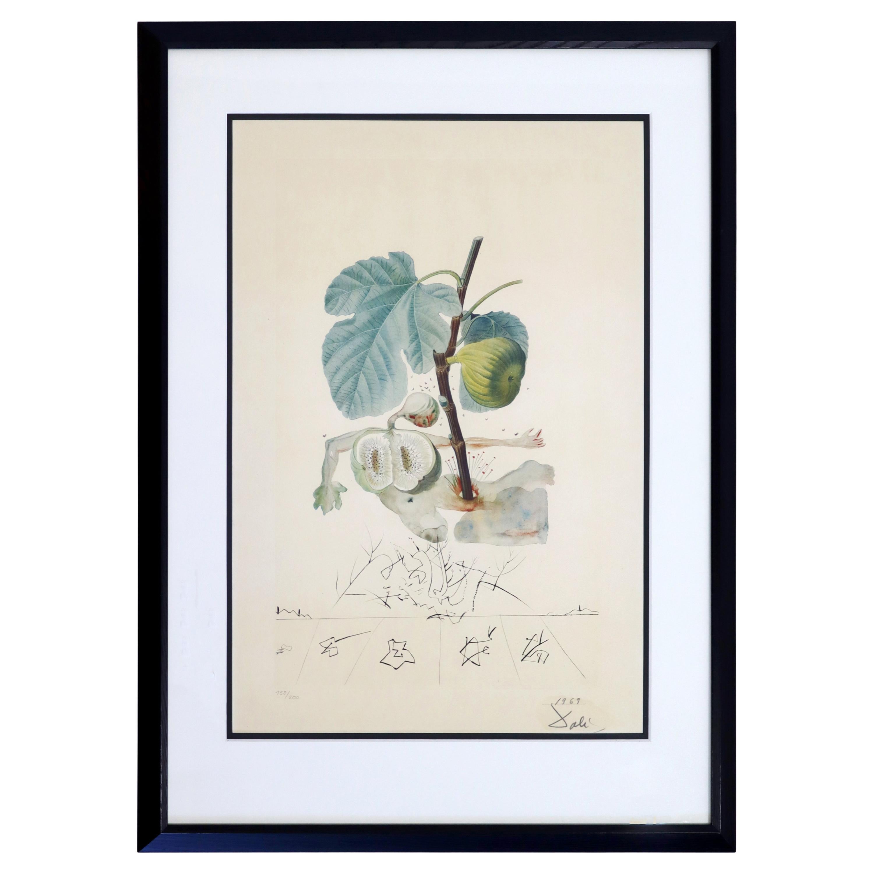 Mid-Century Modern Framed Salvador Dali Signed Drypoint Etching 1960s Grenade