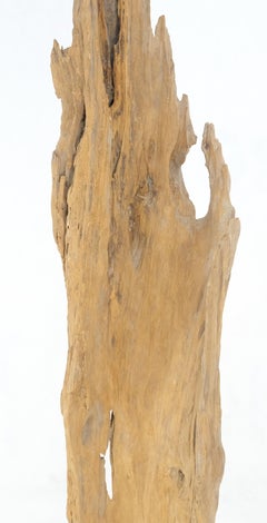 Mid Century Modern Light Wood 73" hoch  Schmale Treibholz-Skulptur auf Stahlsockel
