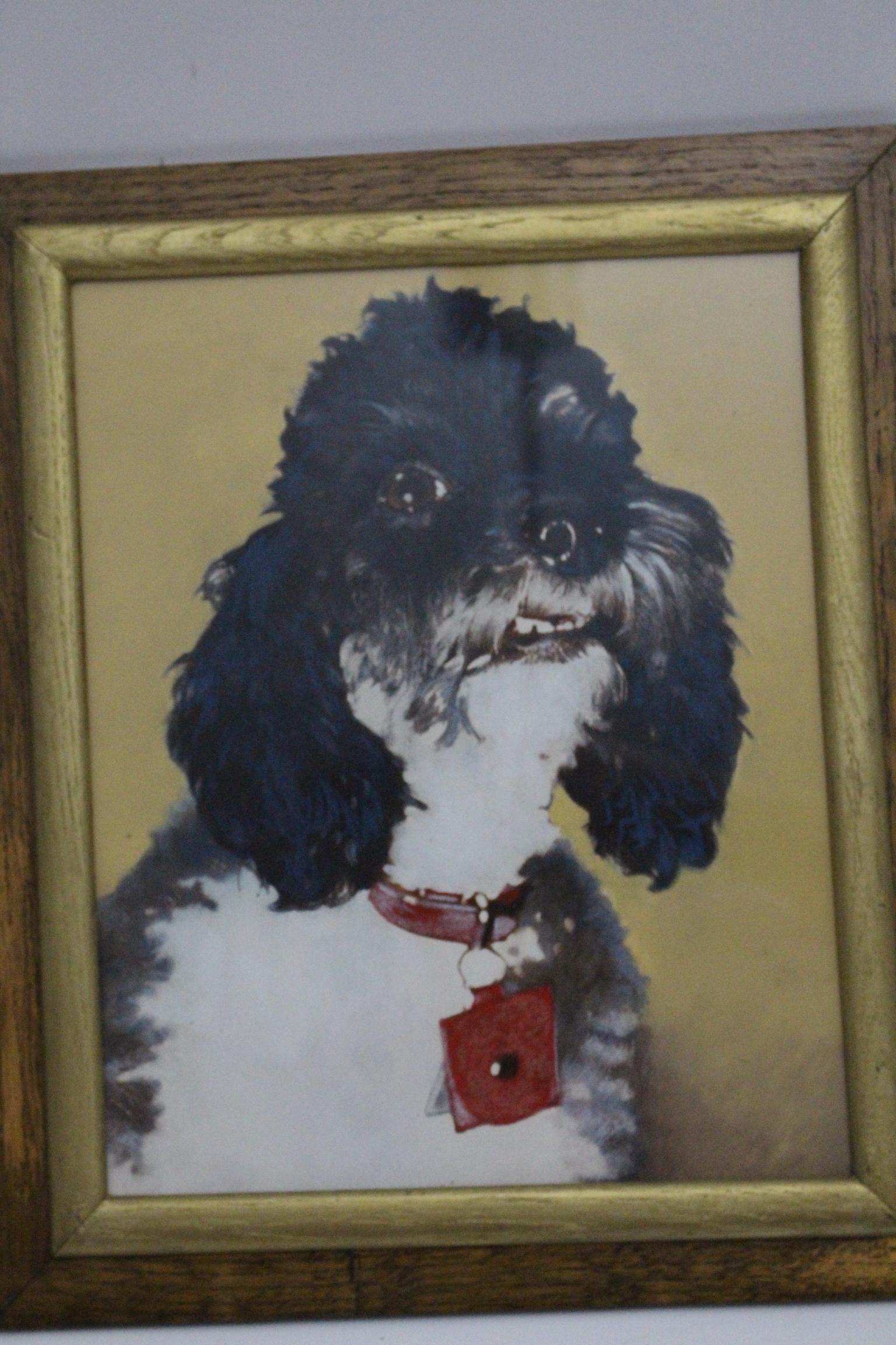 This painting shows a poodle motif in mixed-media behind glass.
It is framed with an oakwood frame with golden stripes.
The vintage condition is very good.
Approximate measures:
Width 35 cm
Depth 2 cm
Height 41 cm.