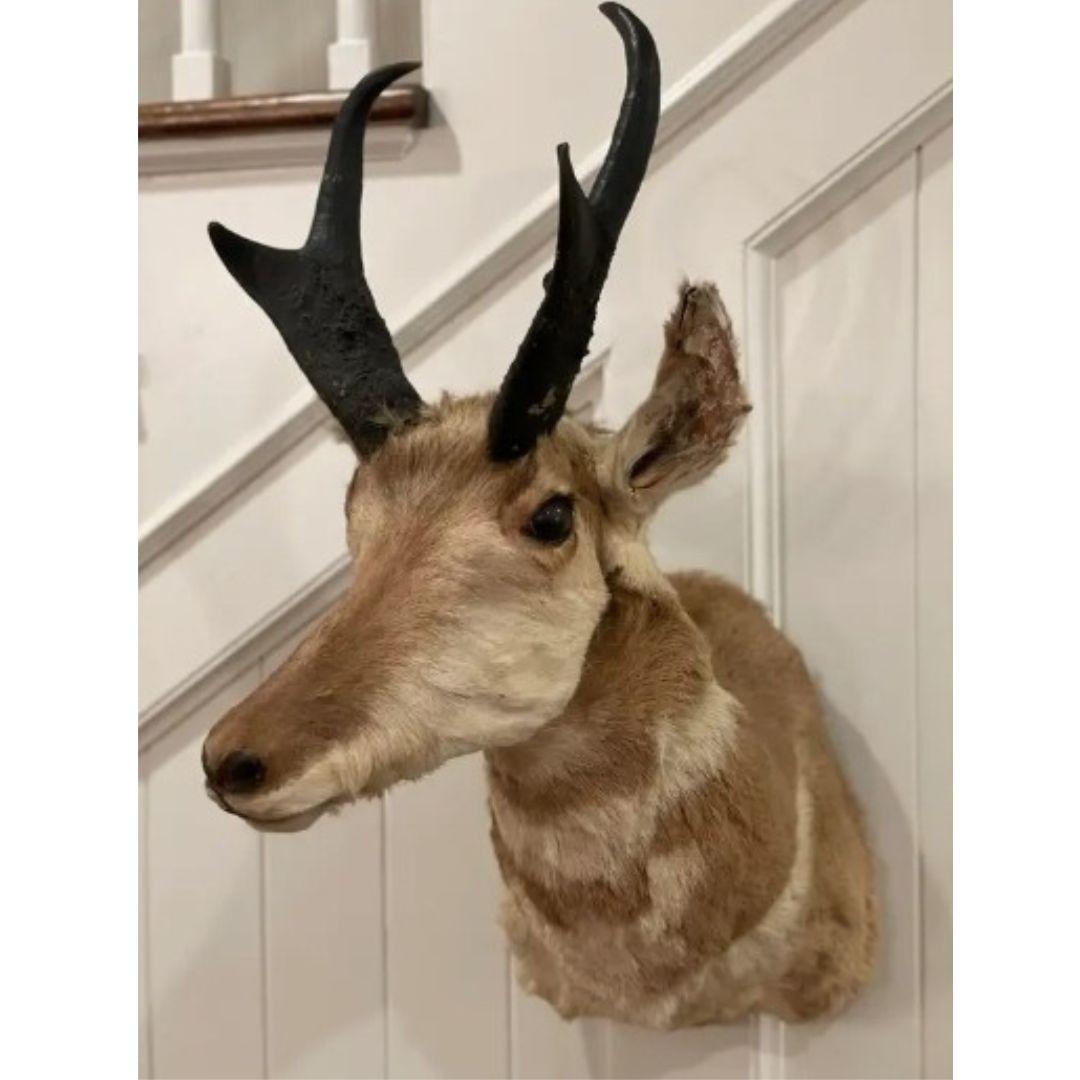 North American Antelope Trophy

Take us on a hunt or pretend you're already there with this fabulous wall-mounted trophy taxidermy of a North American Antelope. Give him a name and make him a part of the family!

Item Type: Shoulder Mount 
Species: