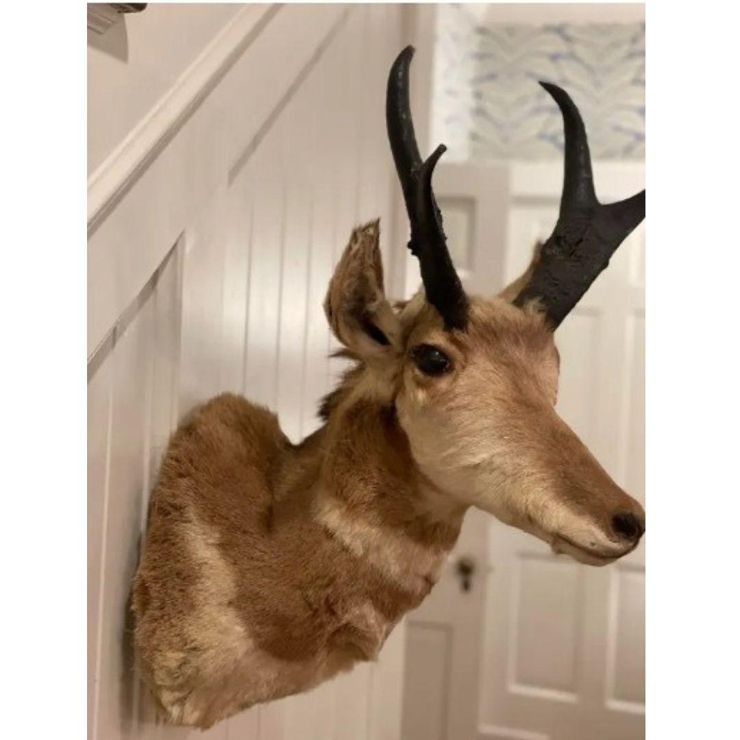 Rustic Mid-Century North American Pronghorn Antelope Buck Trophy Shoulder Mount Taxider For Sale