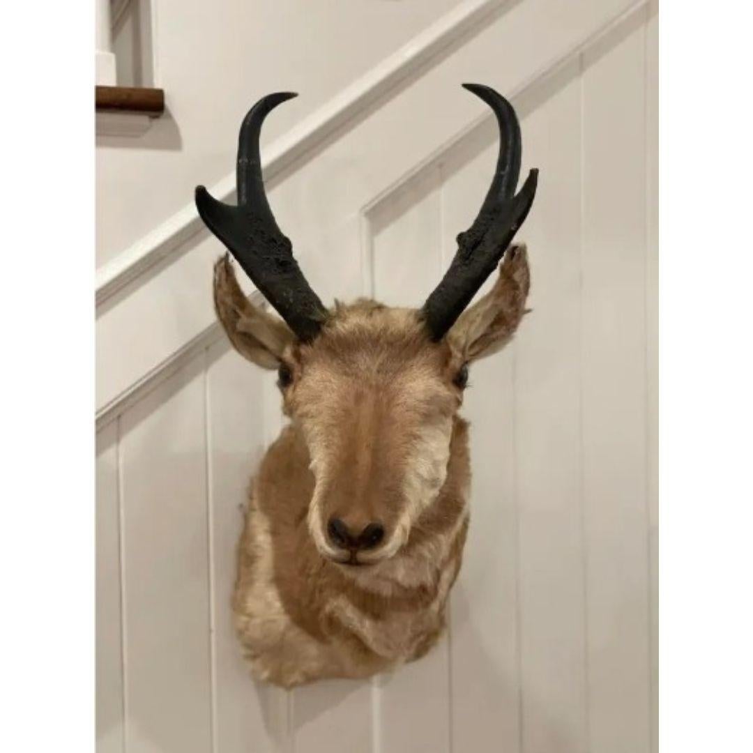 Mid-Century North American Pronghorn Antelope Buck Trophy Shoulder Mount Taxider In Good Condition For Sale In Cookeville, TN