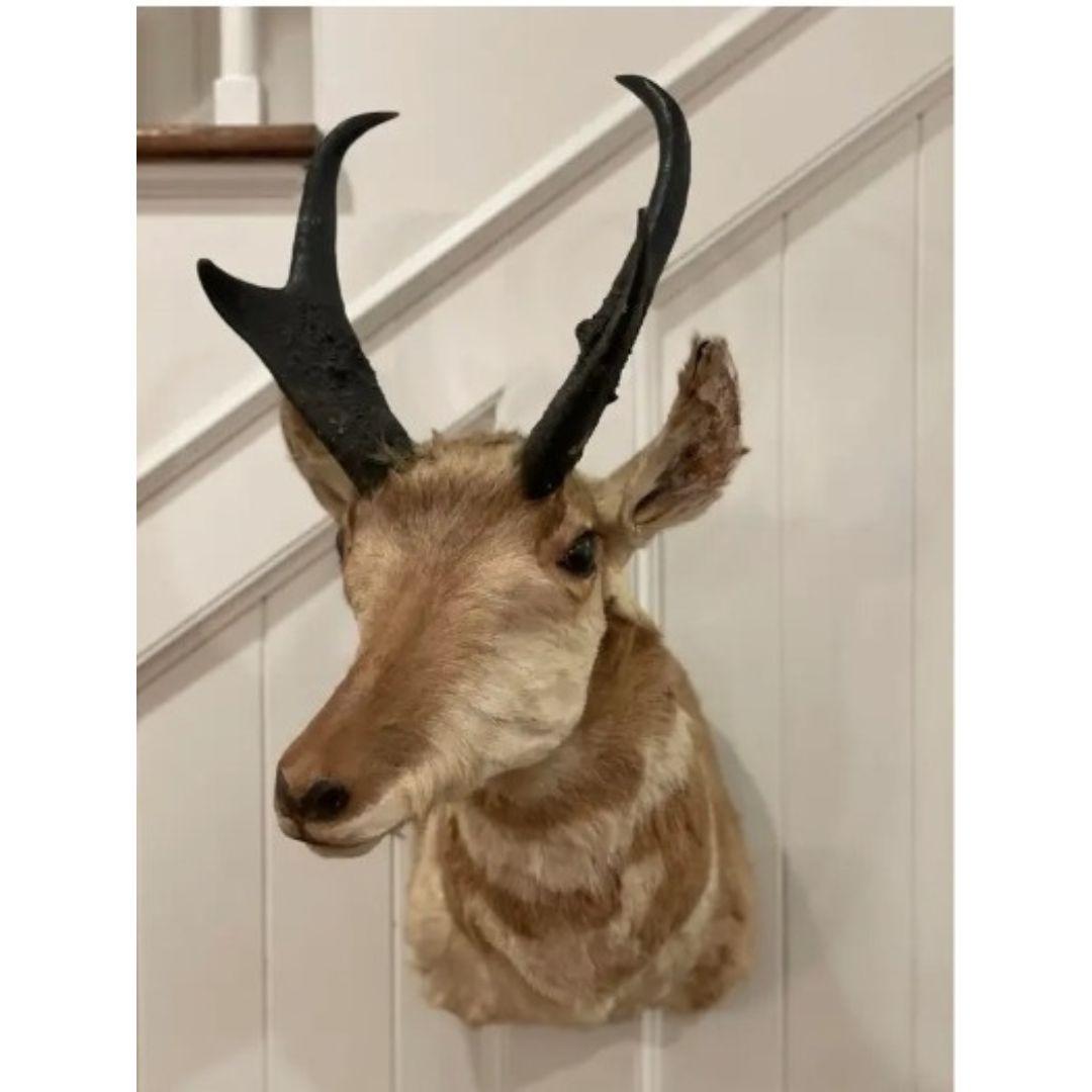 20th Century Mid-Century North American Pronghorn Antelope Buck Trophy Shoulder Mount Taxider For Sale