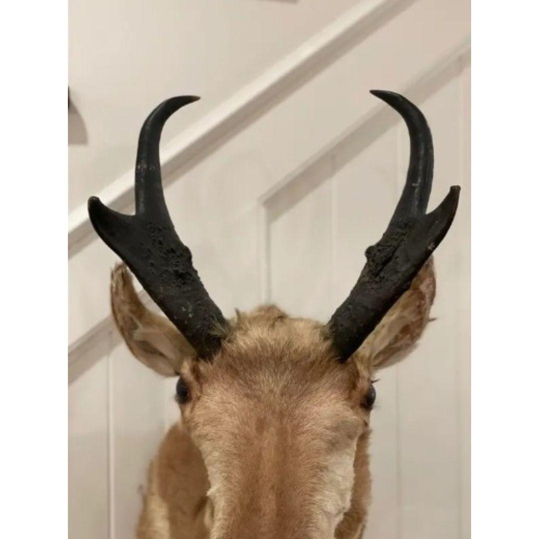 Antler Mid-Century North American Pronghorn Antelope Buck Trophy Shoulder Mount Taxider For Sale