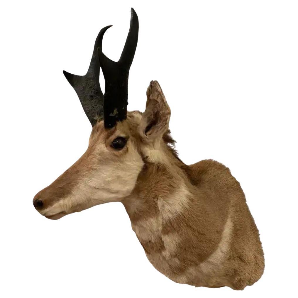 Mid-Century North American Pronghorn Antelope Buck Trophy Shoulder Mount Taxider For Sale