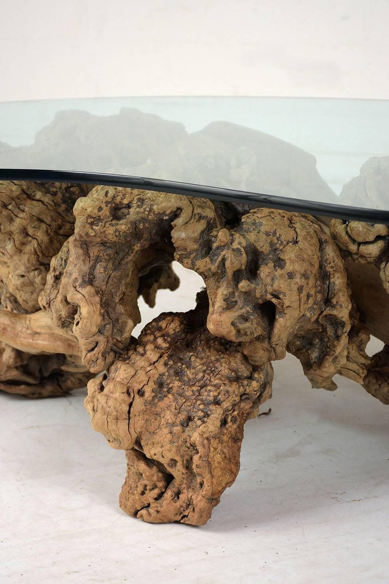 Midcentury Organic Form Tree Root Coffee Table For Sale at 1stdibs
