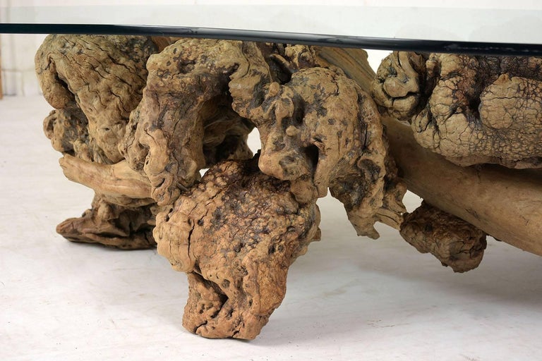 Midcentury Organic Form Tree Root Coffee Table For Sale at 1stdibs