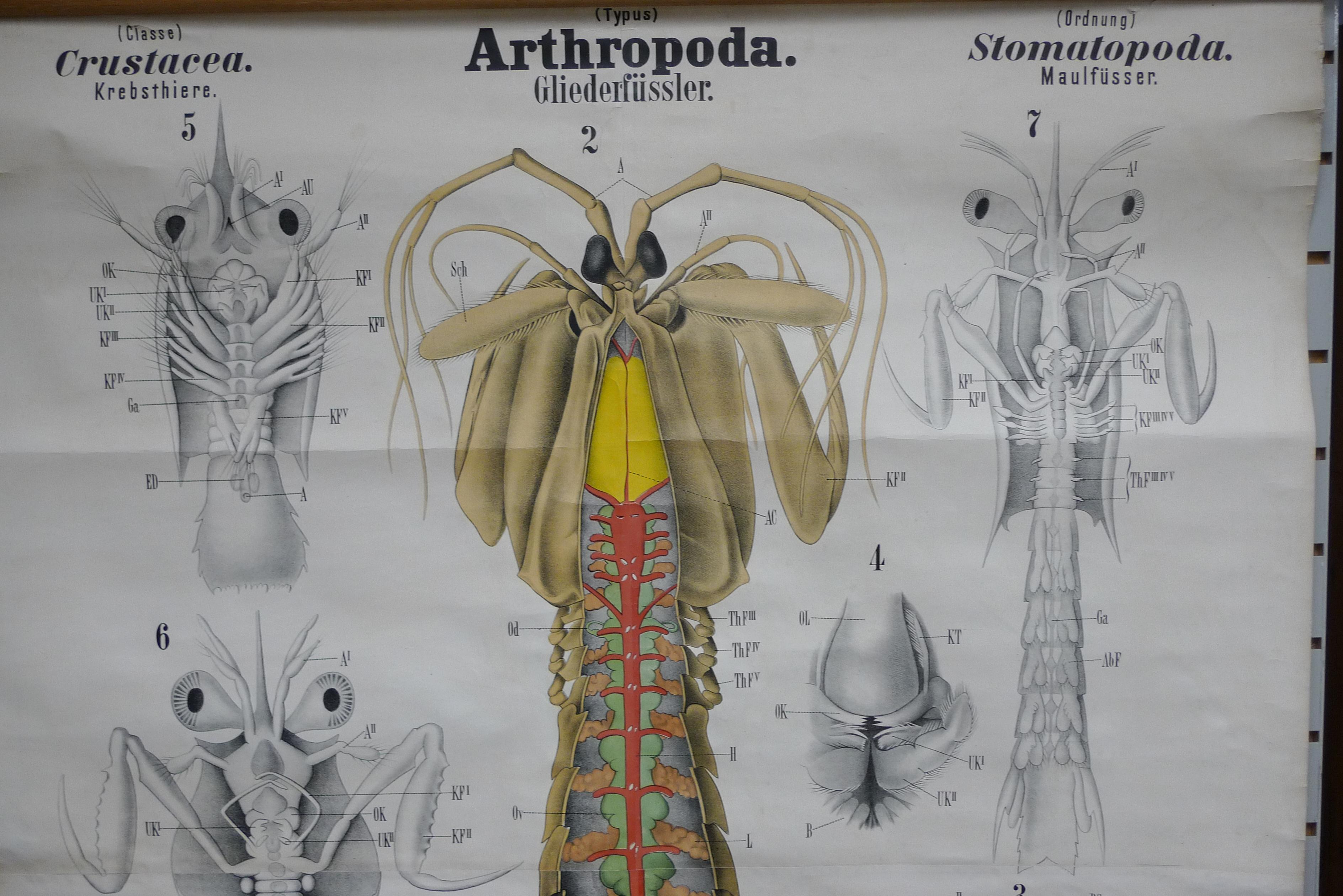 Midcentury classroom zoology map: Anthropod, aka Crustacean. Printed in Germany in German. Finely drawn, richly colorful illustrations in exacting detail. Mounted on opposing wooden rods for easy hanging and display. We are offering three similar