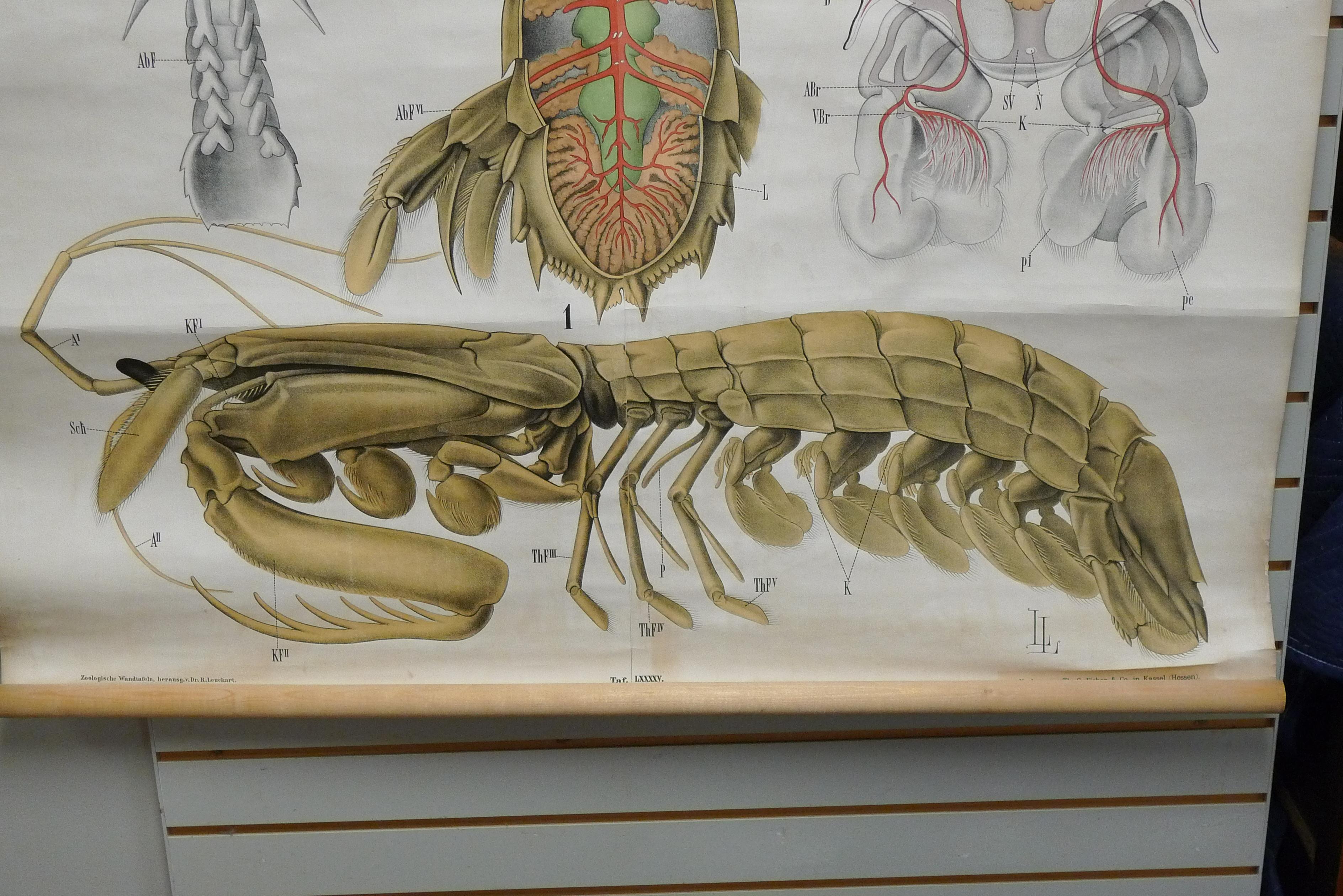 Schoolhouse Midcentury Print, Poster, Chart of Arthropod, Crustacean, Printed in Germany For Sale