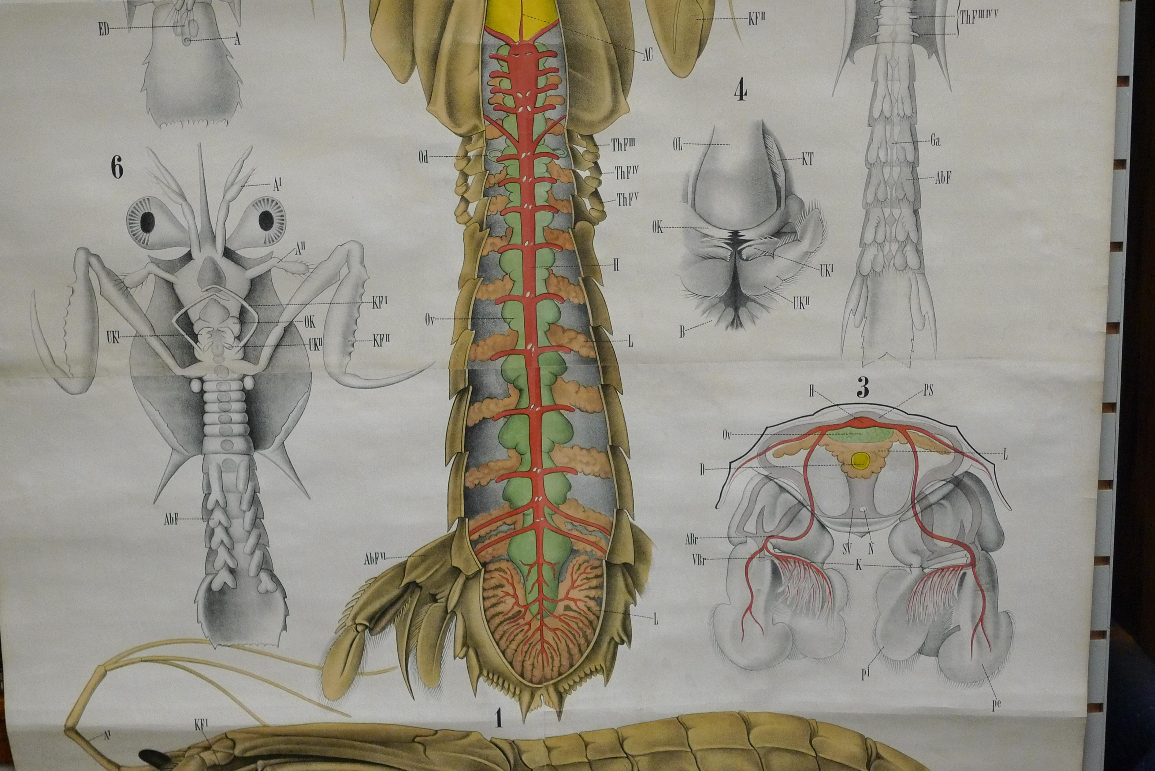 Midcentury Print, Poster, Chart of Arthropod, Crustacean, Printed in Germany In Good Condition For Sale In Madison, WI