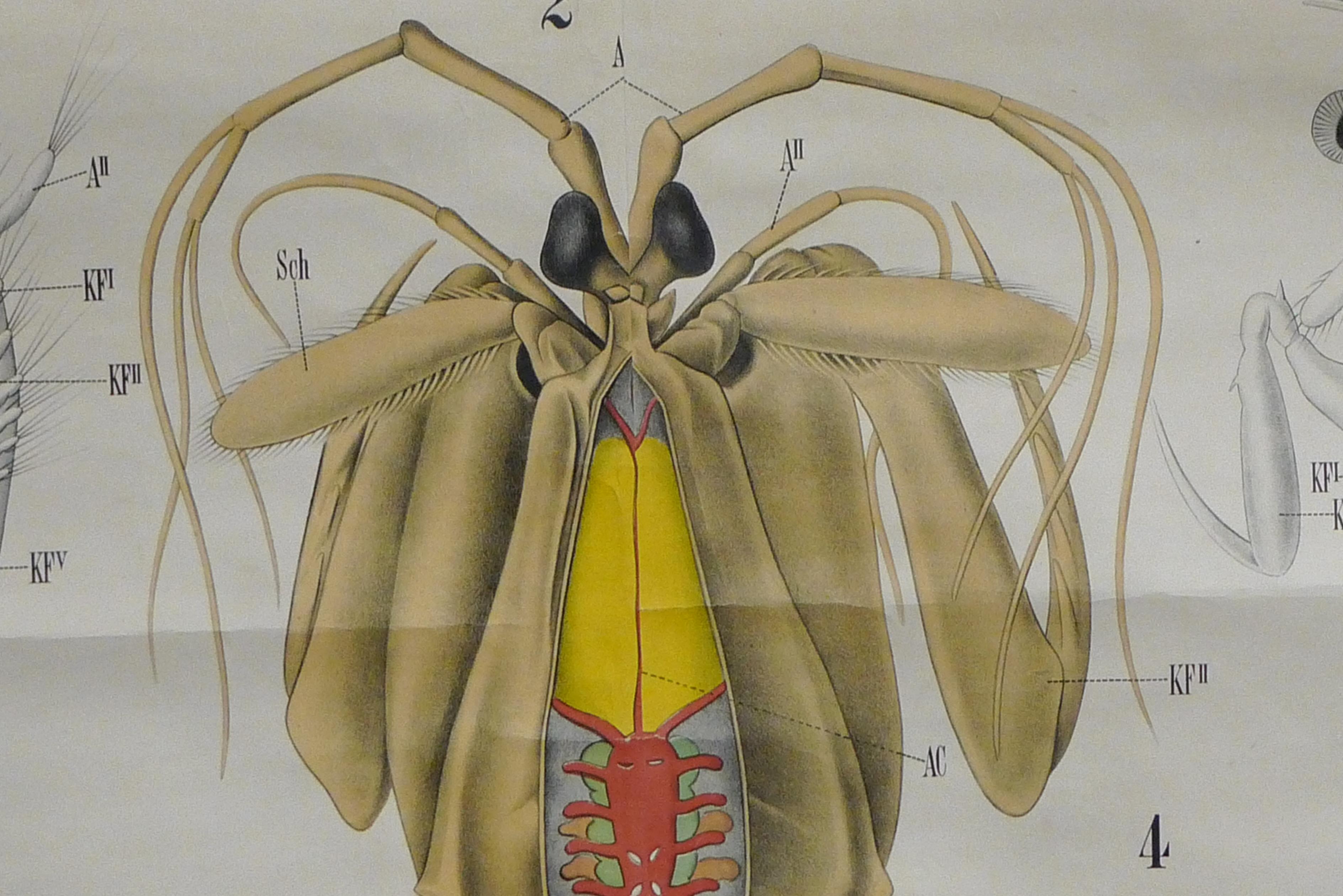 Paper Midcentury Print, Poster, Chart of Arthropod, Crustacean, Printed in Germany For Sale