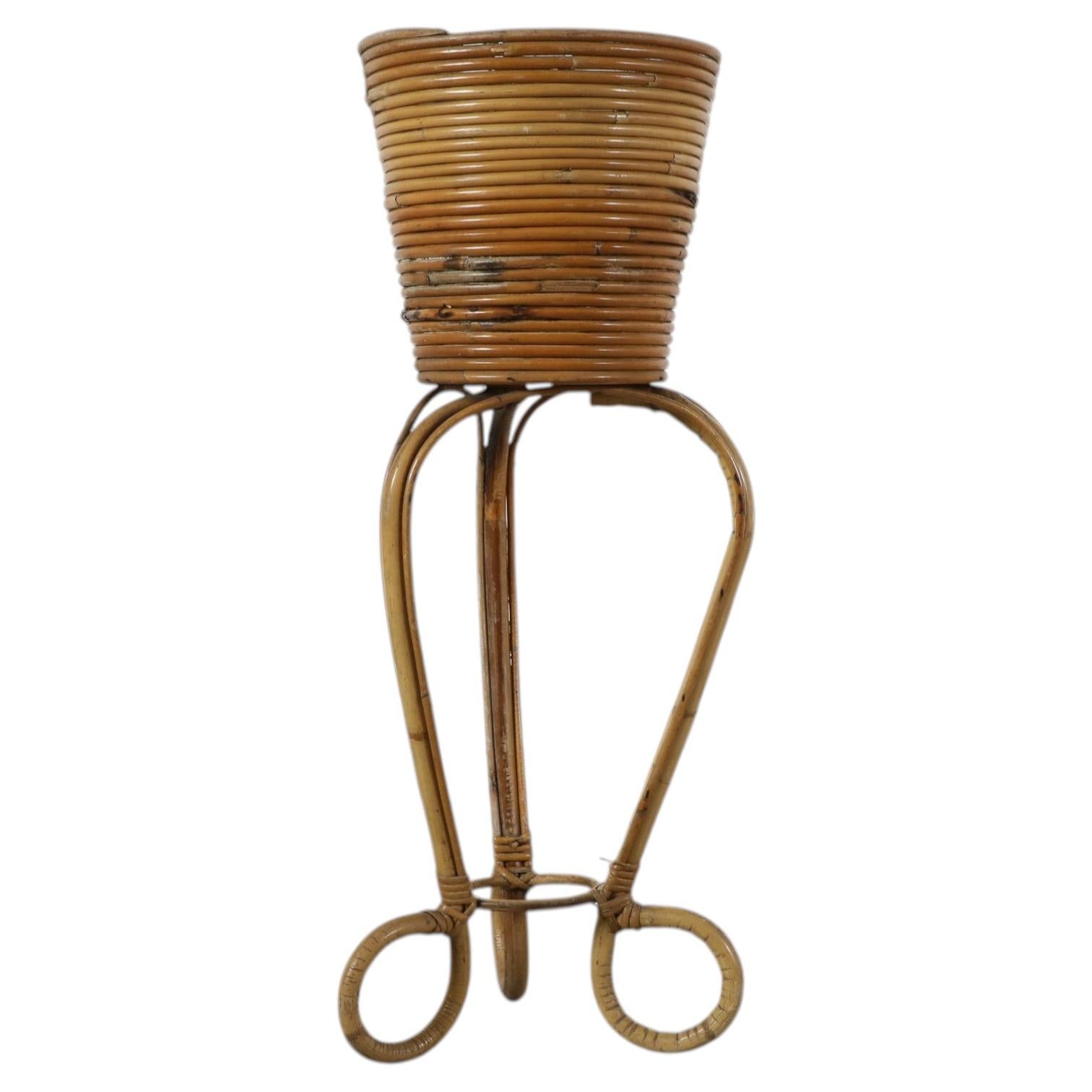 Can I grow bamboo in planters?