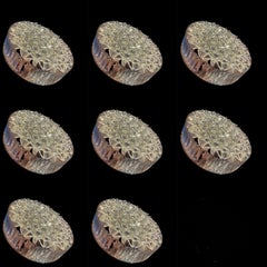 Applique ronde en verre clair du milieu du siècle, Allemagne 1960