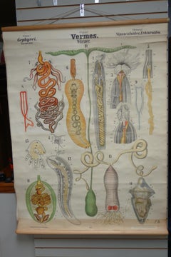 Midcentury Schoolhouse Print of Worms, Printed in Germany in German