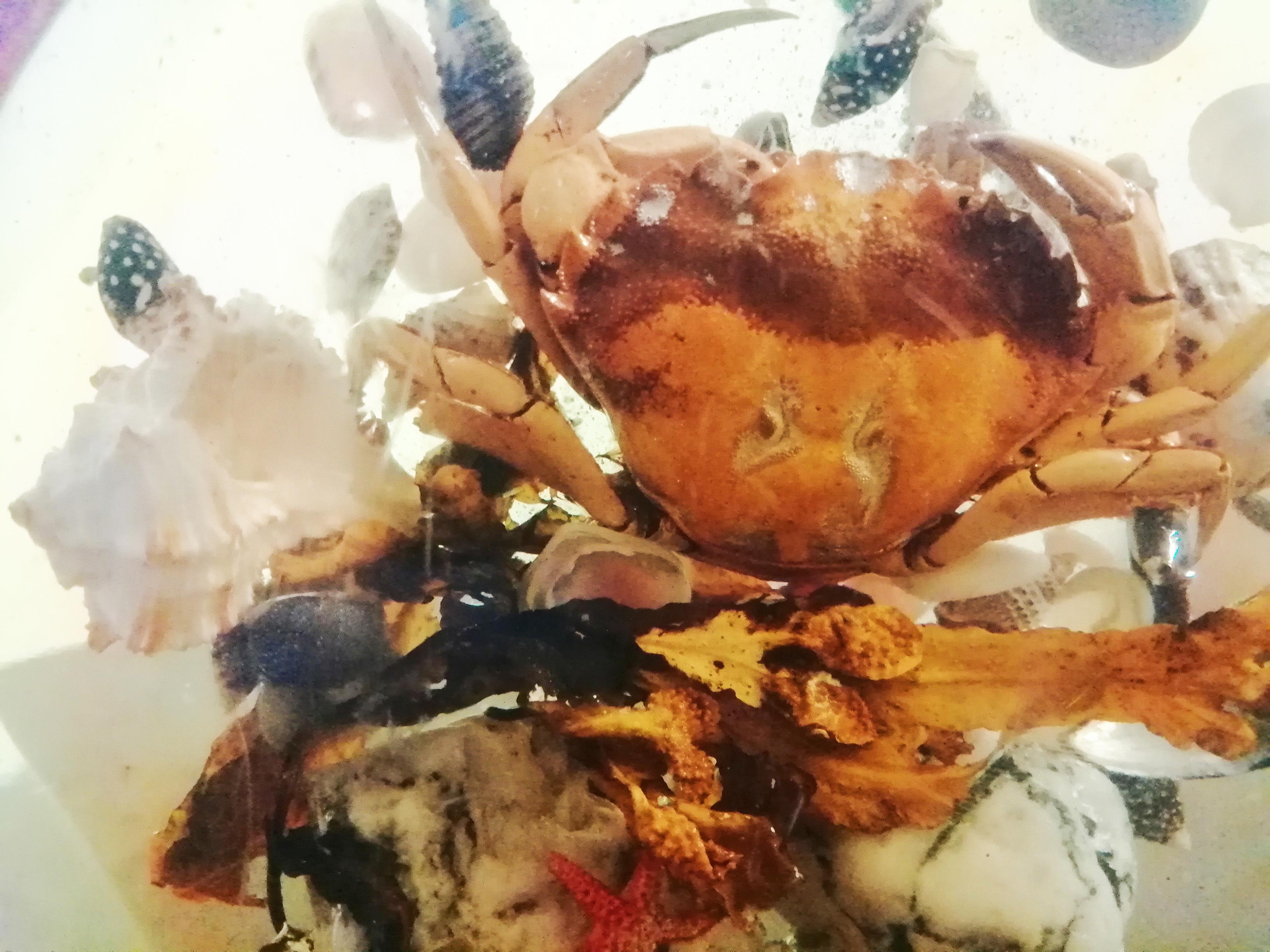 resin crab