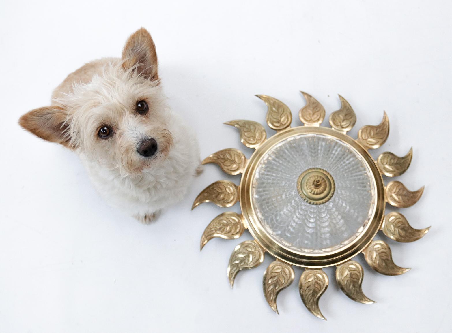 Eye-catching Mid-Century Modern sunburst flush mount ceiling or wall light made in Spain in the 1950s.
Sunburst shaped structure with gilt iron leaves. 
A patterned pressed glass shade with a gilt iron finial at the central part.
The back plate