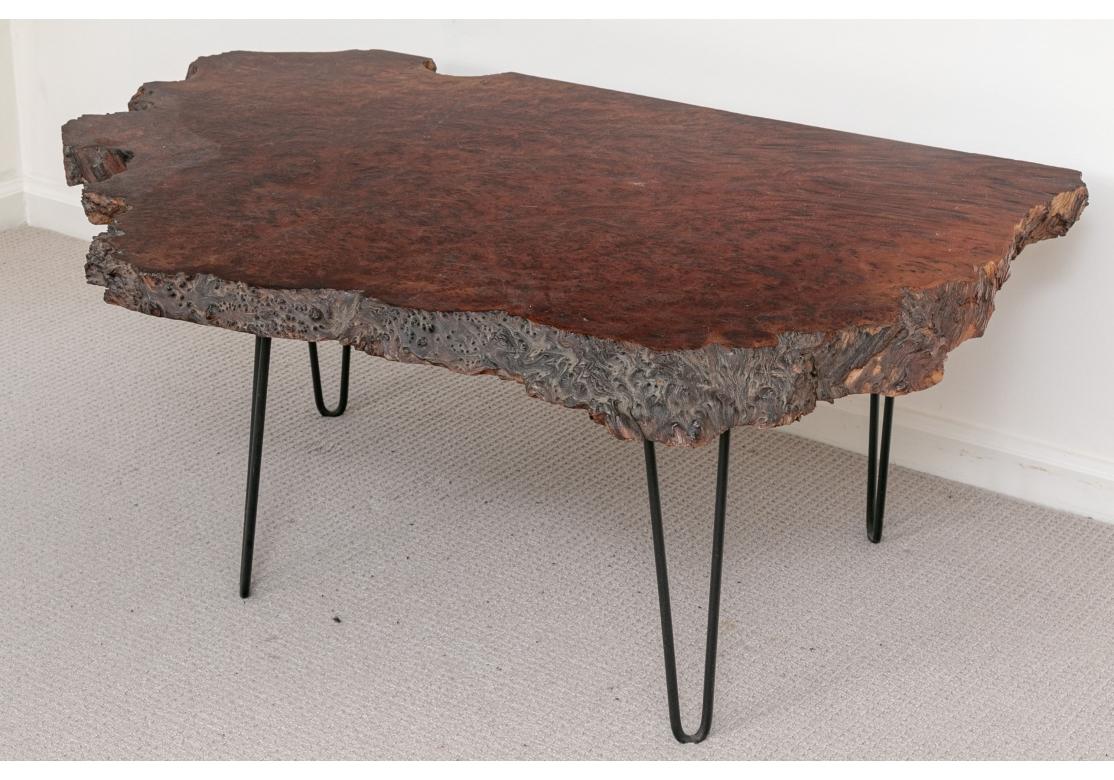 Ein großer und skulpturaler Cocktailtisch. Der Tisch ist eine asymmetrische Platte aus stark gemasertem Wurzelholz mit der faszinierenden Live-Edge-Einfassung. Die Platte wird von vier gebogenen eisernen Pin-Beinen getragen, auf denen die Platte