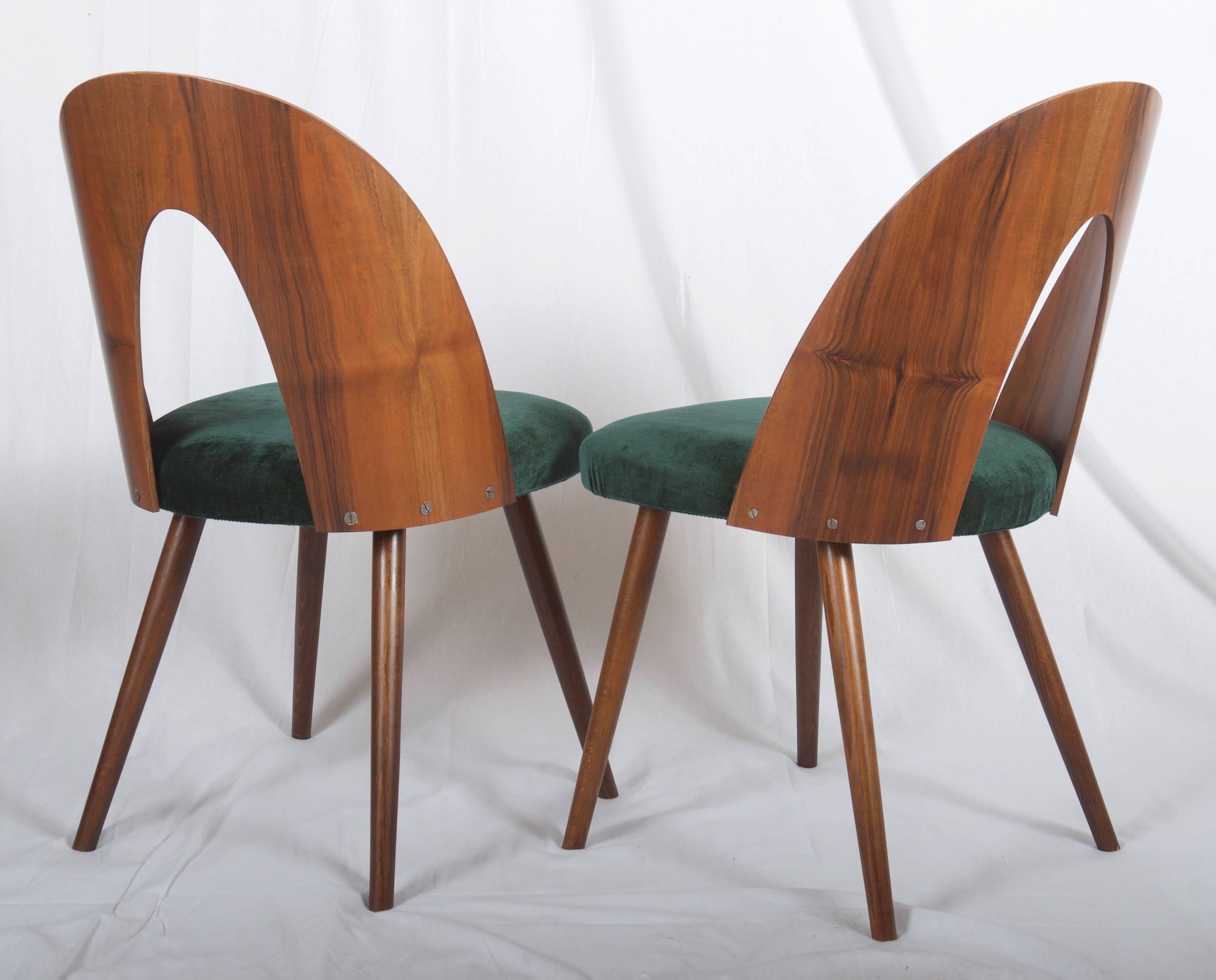 Mid-Century Modern Mid Century Walnut Dining Chairs by Antonin Suman for Tatra