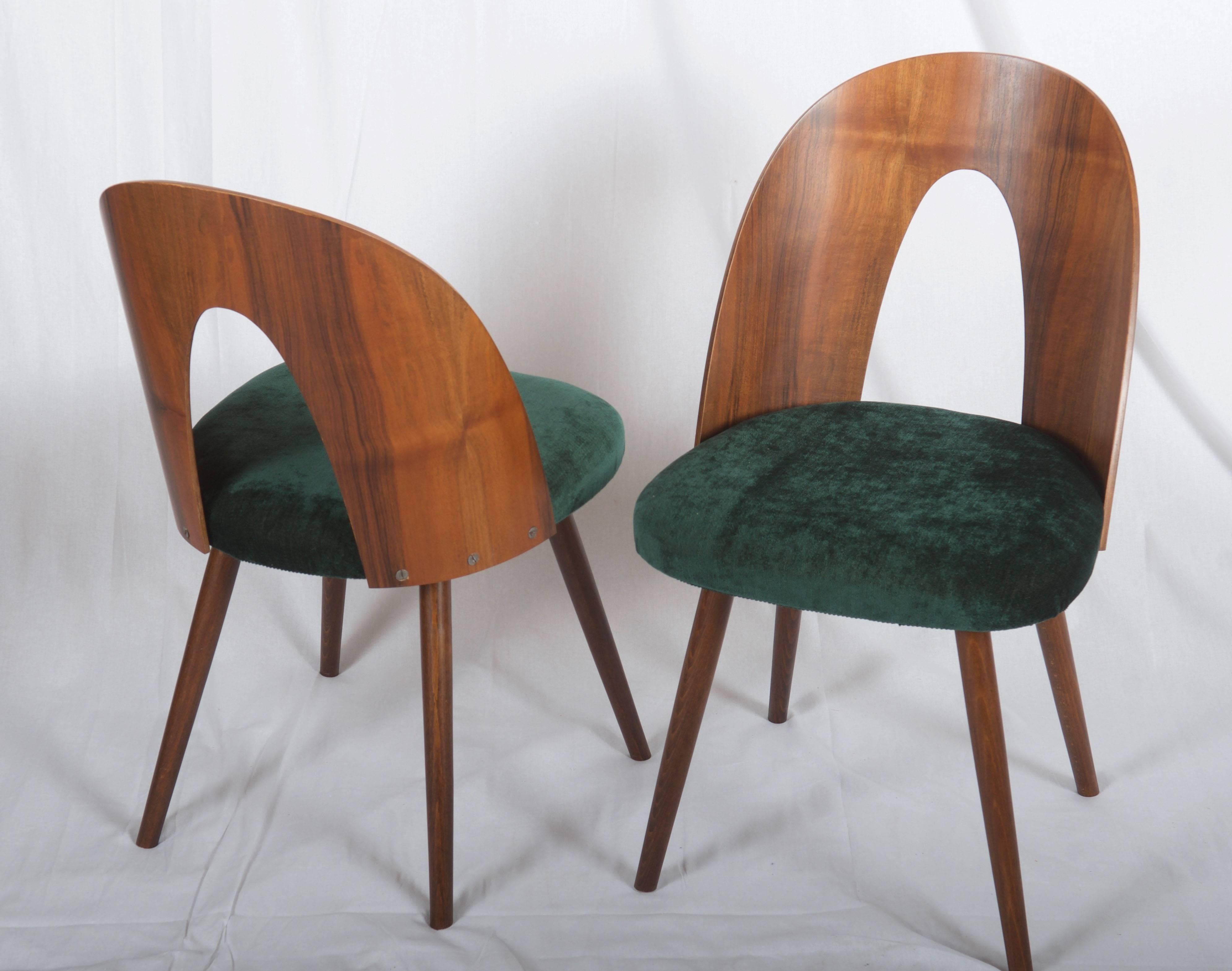 Mid-20th Century Mid Century Walnut Dining Chairs by Antonin Suman for Tatra