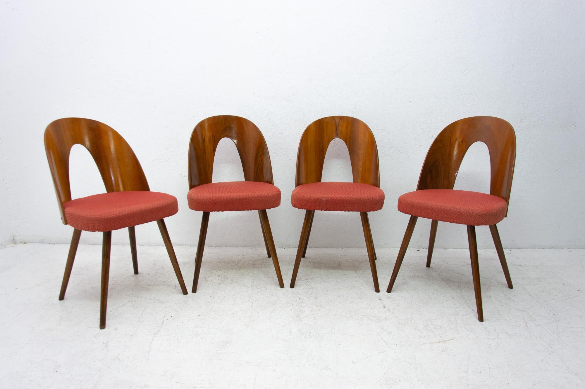 Midcentury bentwood dining chairs by Antonin Suman. The chairs feature an upholstery, bent plywood backrests in walnut veneer and beechwood legs. It was made in the former Czechoslovakia in the 1960s. The chairs are in very good vintage condition,