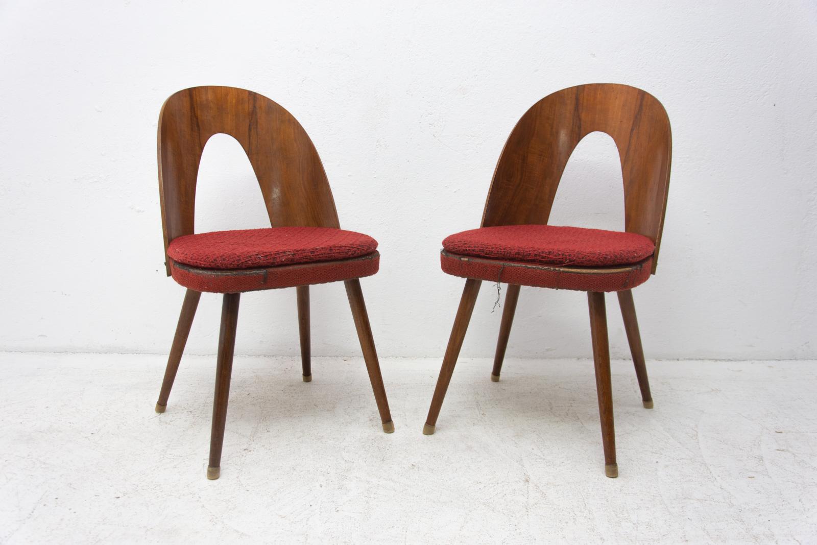 Midcentury bentwood dining chairs designed by Antonín Šuman. The chairs are upholstered, have bent plywood backrests in a walnut veneer and beechwood legs. It was made in the former Czechoslovakia in the 1960s. The chairs are in good vintage