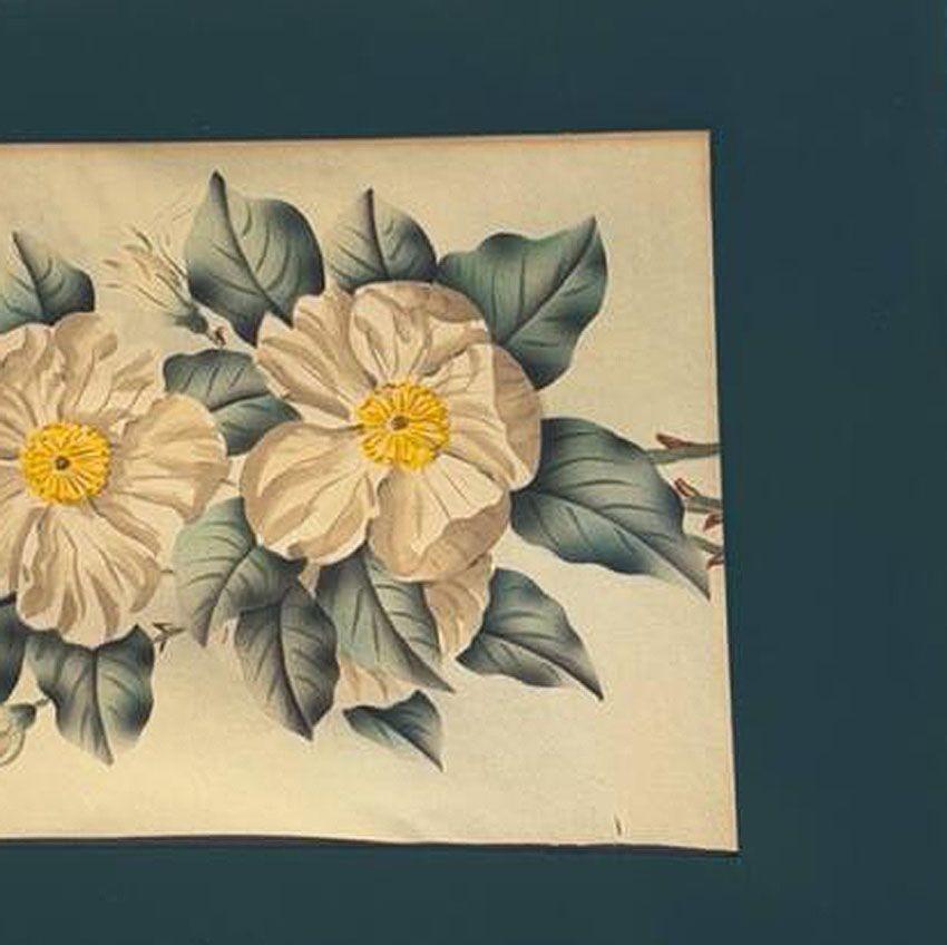 Weiße Kamelie Botanical Floral Lithographie Druck in Originalrahmen, Mitte des Jahrhunderts (amerikanisch) im Angebot