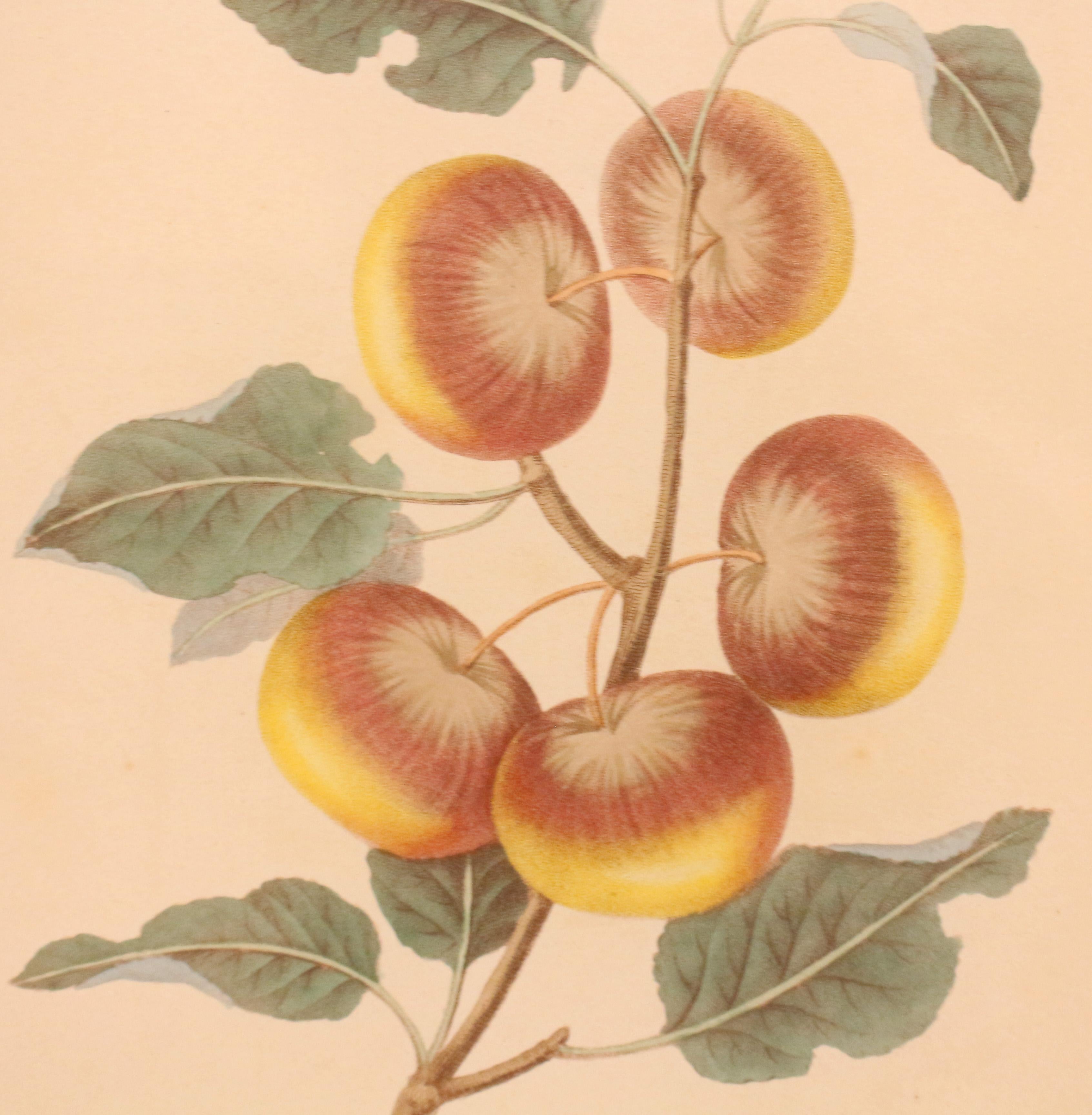 Other Mid-Late 19th Century Chromolithograph Botanical Print in Period Frame For Sale