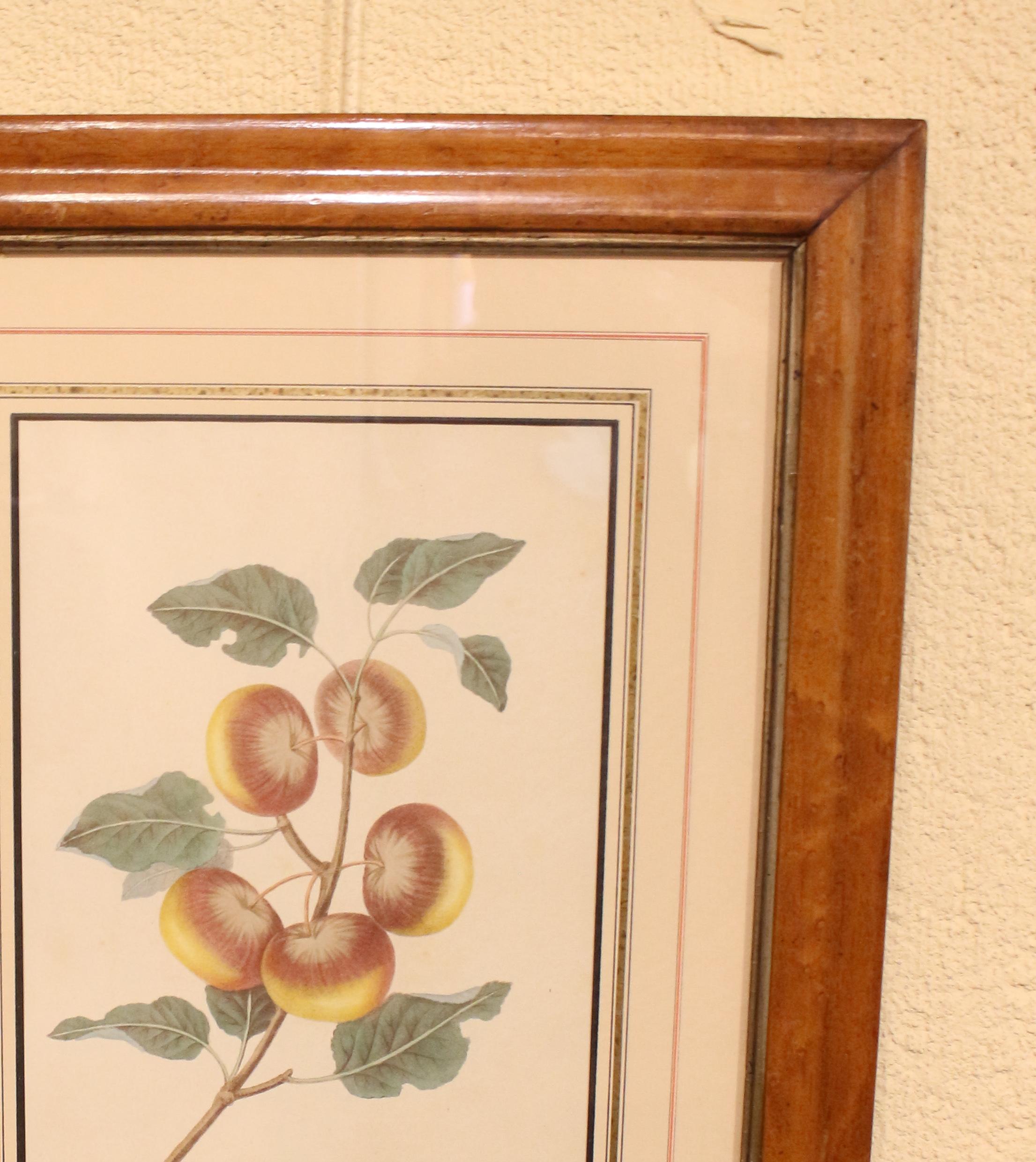 American Mid-Late 19th Century Chromolithograph Botanical Print in Period Frame For Sale