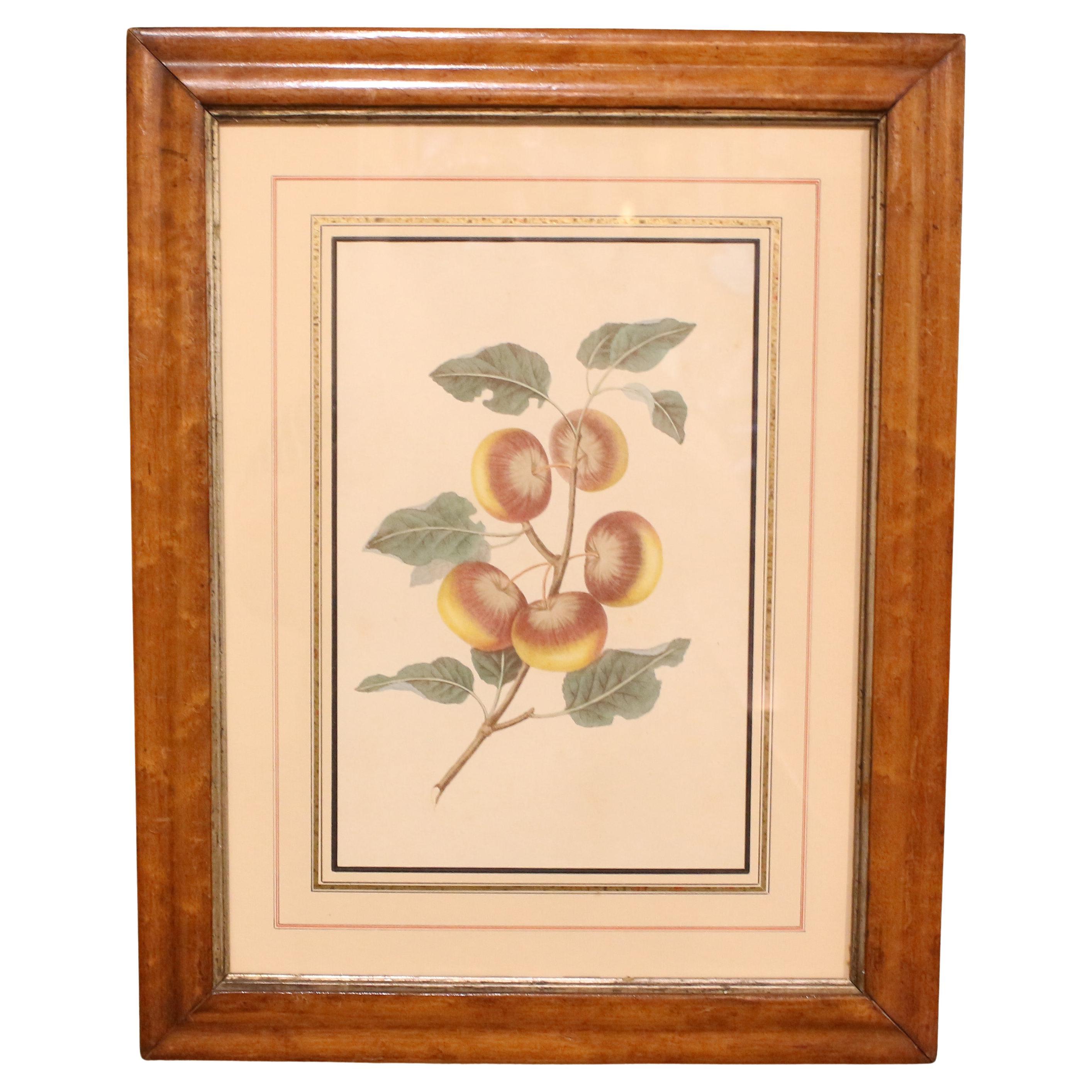 Mid-Late 19th Century Chromolithograph Botanical Print in Period Frame
