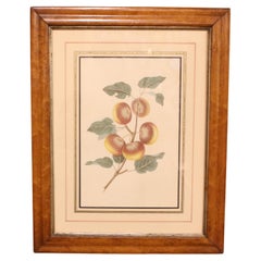 Mid-Late 19th Century Chromolithograph Botanical Print in Period Frame