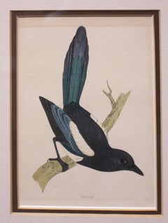 Mid-late 19th Century Hand-Colored Lithograph of the "Magpie"