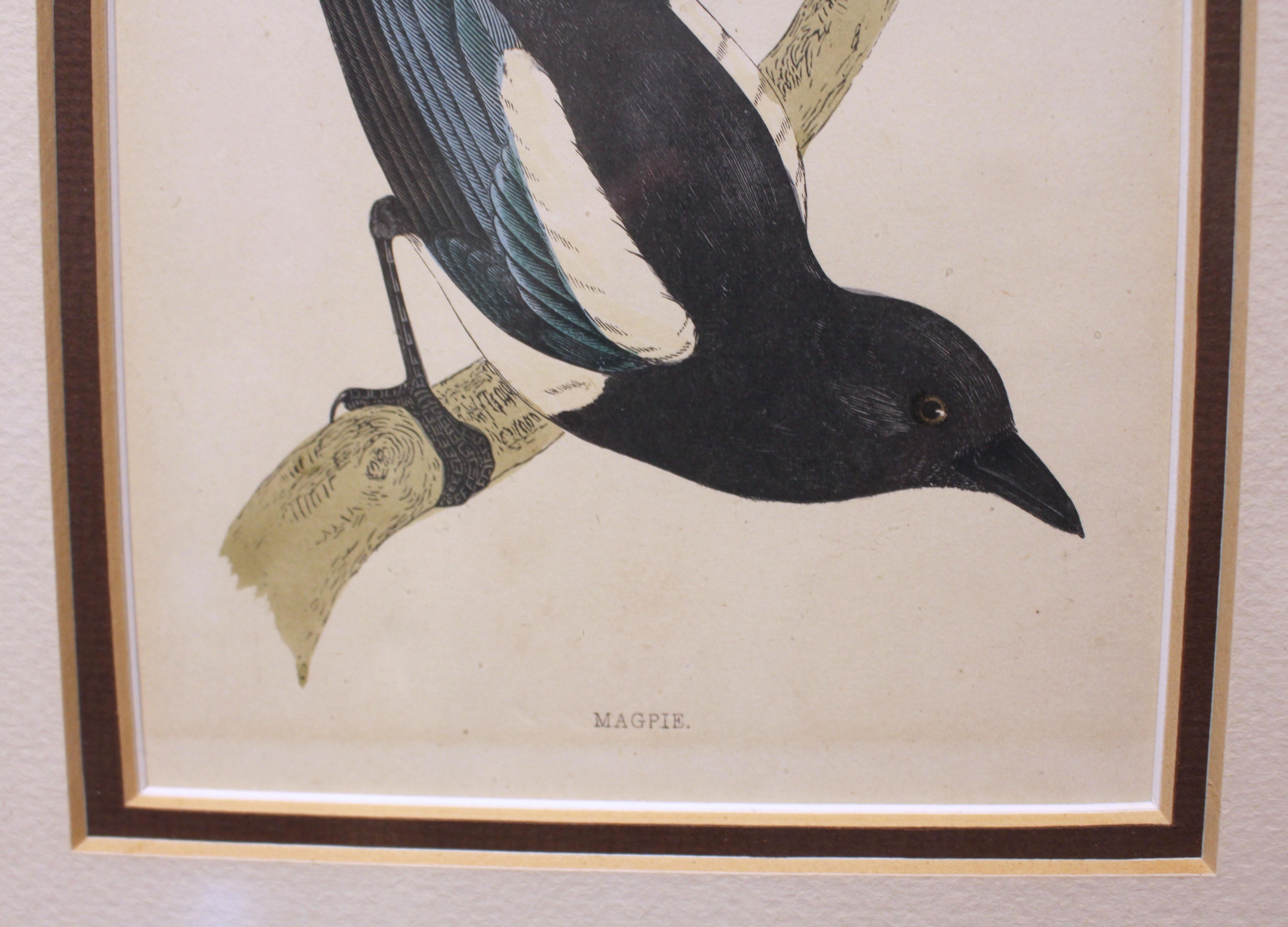 Handkolorierte Lithographie der „Magpie“ aus der Mitte des späten 19. Jahrhunderts (Spätviktorianisch)