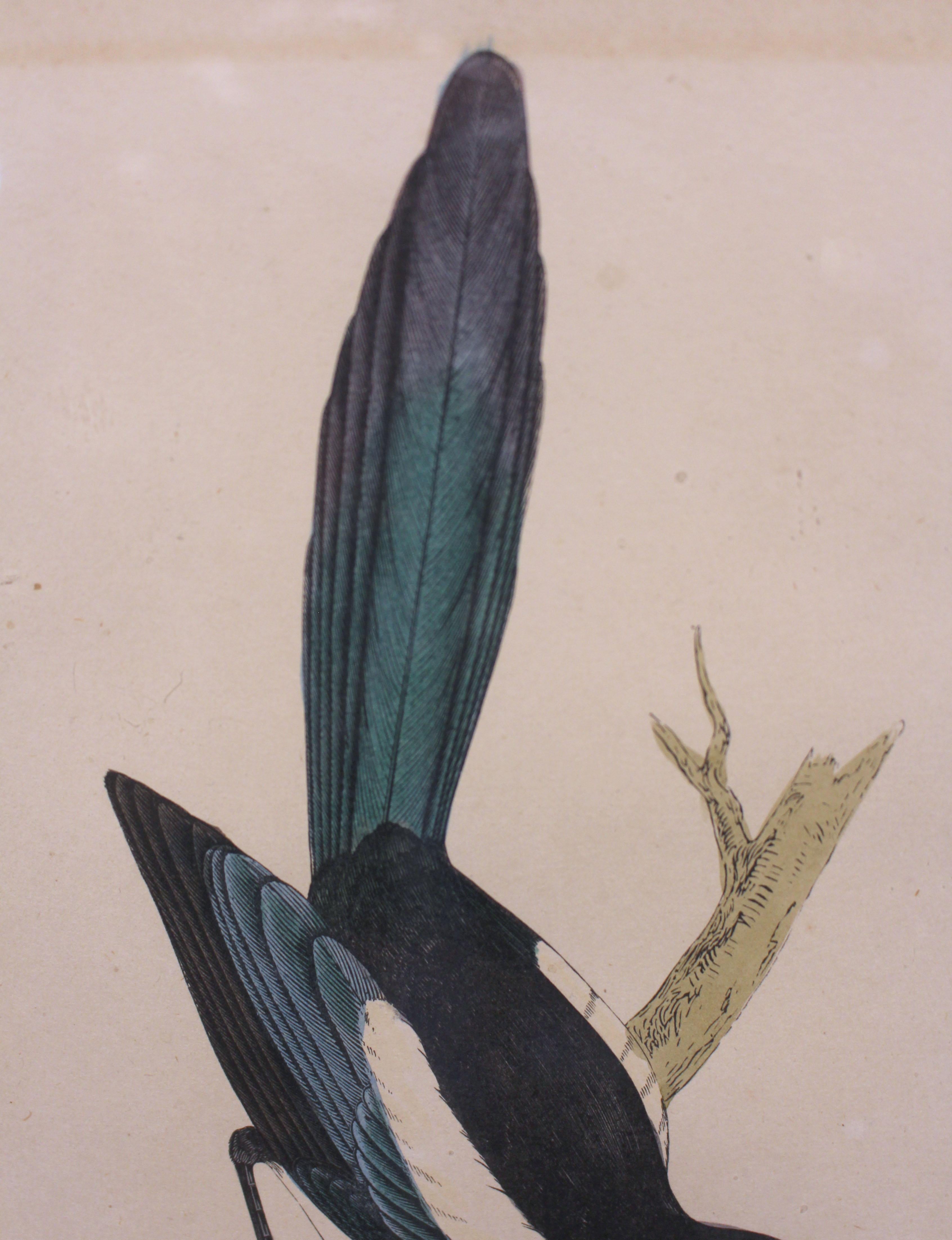 Handkolorierte Lithographie der „Magpie“ aus der Mitte des späten 19. Jahrhunderts (Englisch)