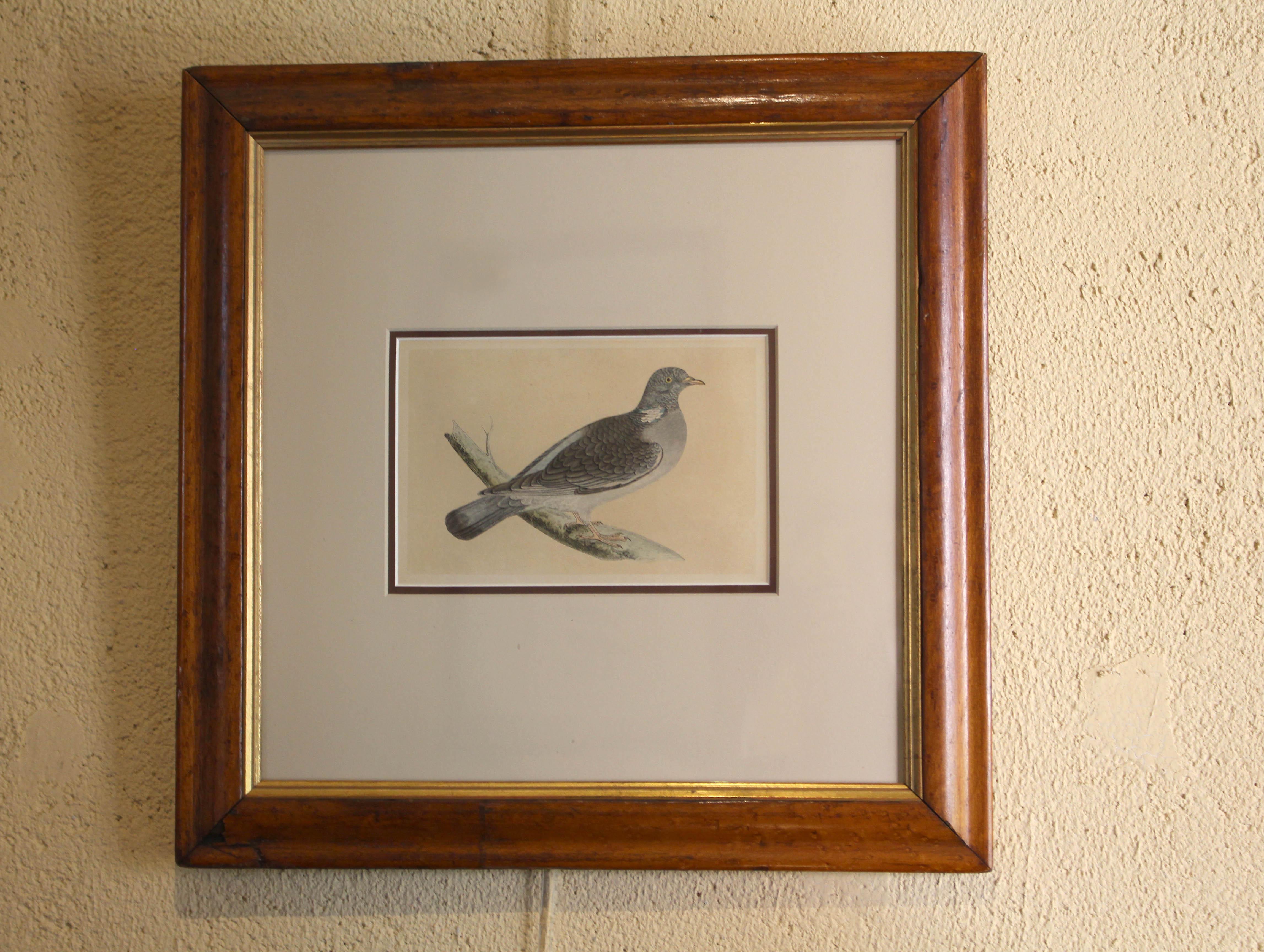 Mid-late 19th century hand-colored lithograph of the Wood Pigeon. It is from the Rev. F.O. Morris' 