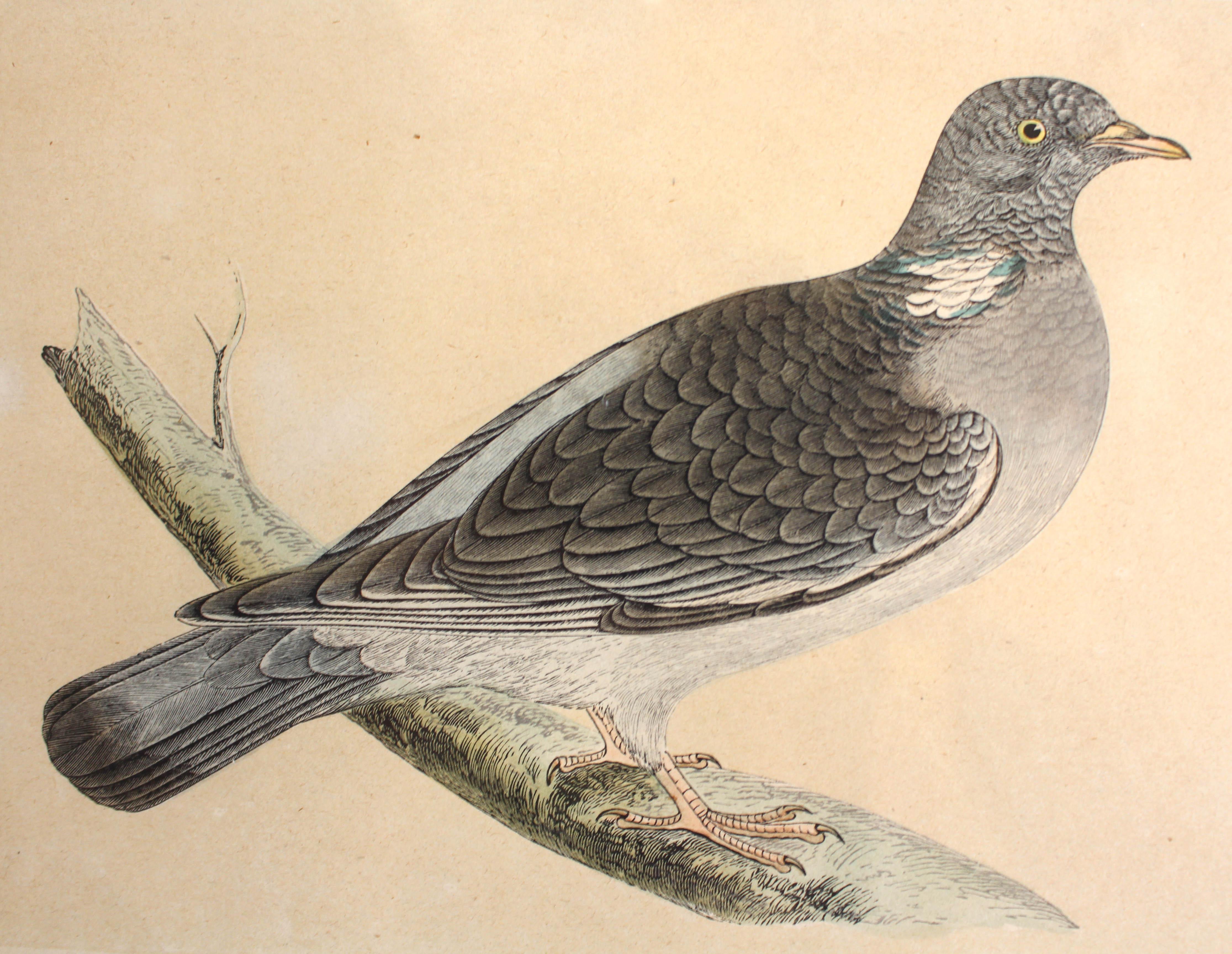 Victorian Mid-Late 19th Century Hand-Colored Wood Pigeon Lithograph For Sale