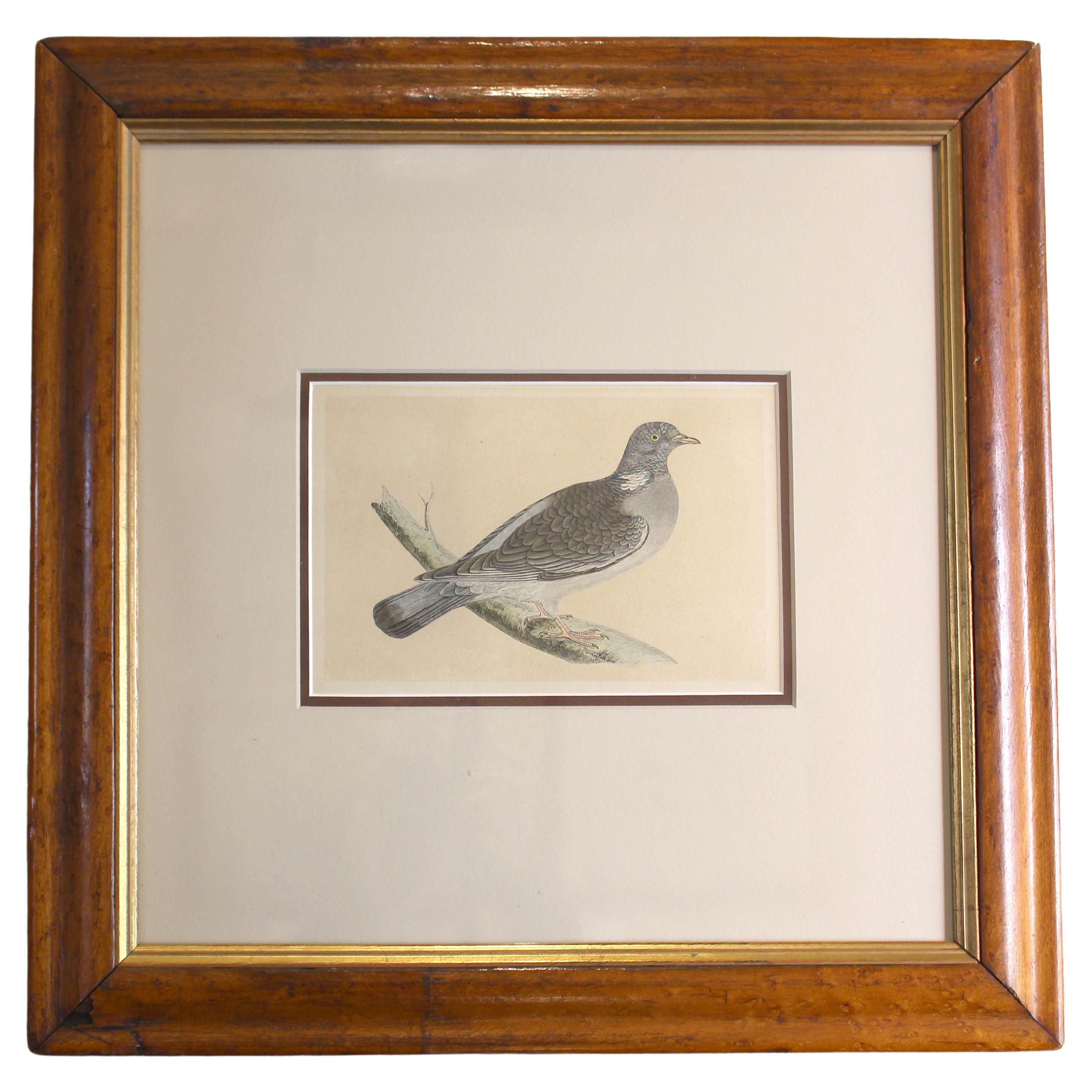 Mid-Late 19th Century Hand-Colored Wood Pigeon Lithograph For Sale