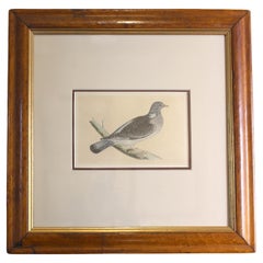 Mid-Late 19th Century Hand-Colored Wood Pigeon Lithograph