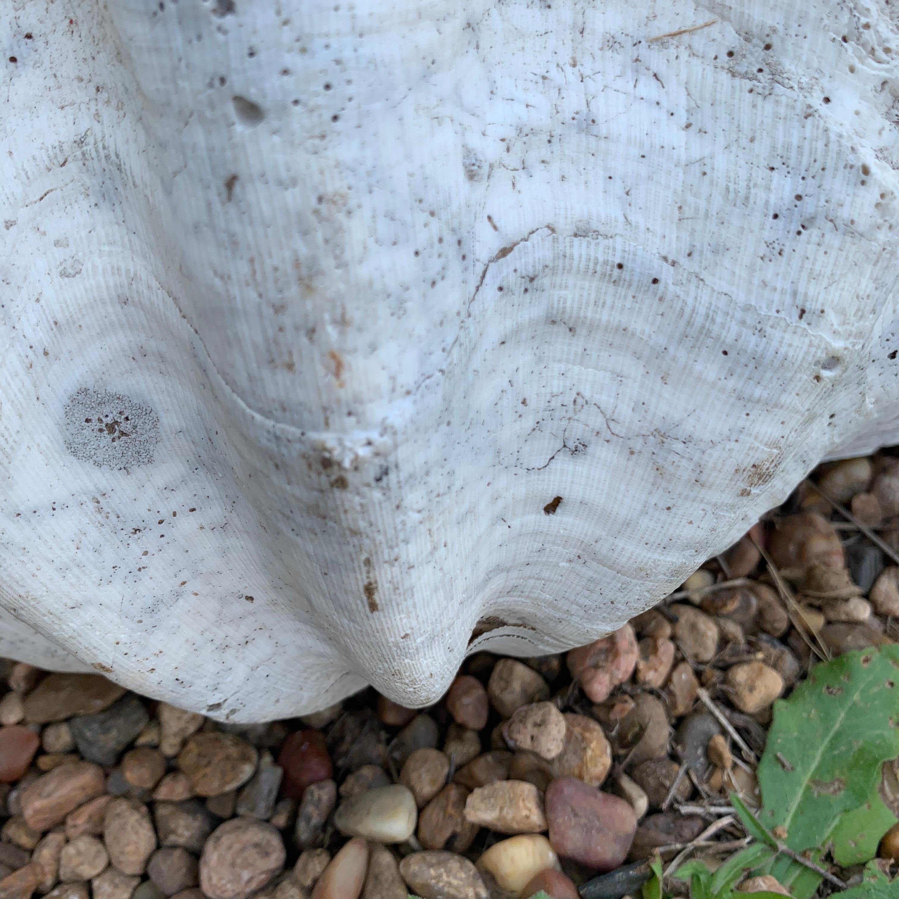 Mid Size South Pacific Tridacna Gigas Clam Shell with High Elbows 5