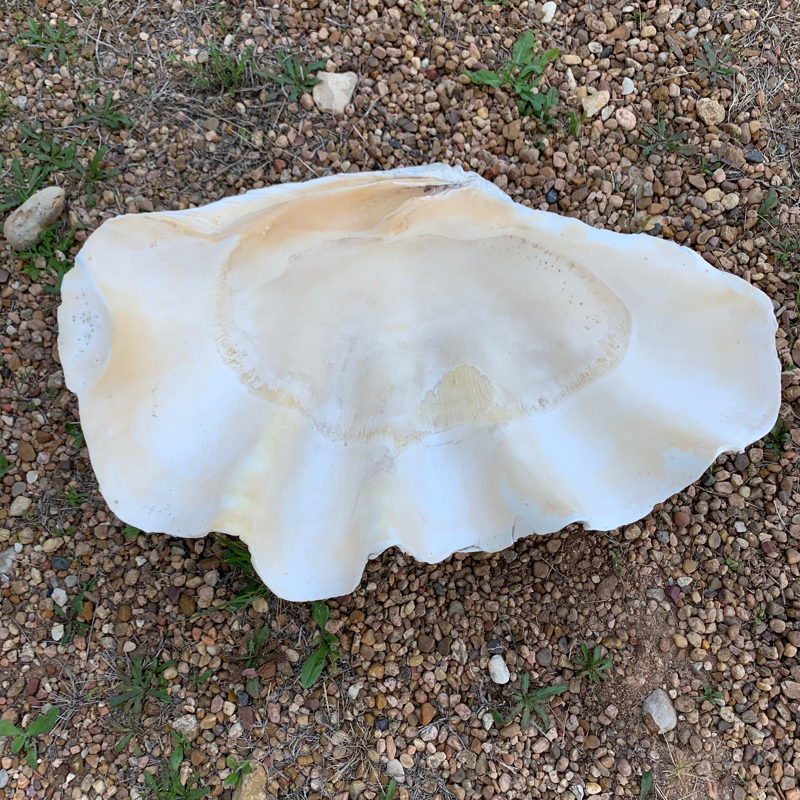 Mid Size South Pacific Tridacna Gigas Clam Shell with High Elbows 10
